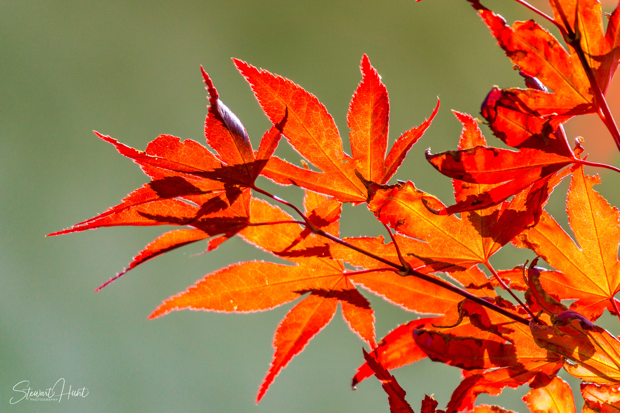 Slideshow Images 106