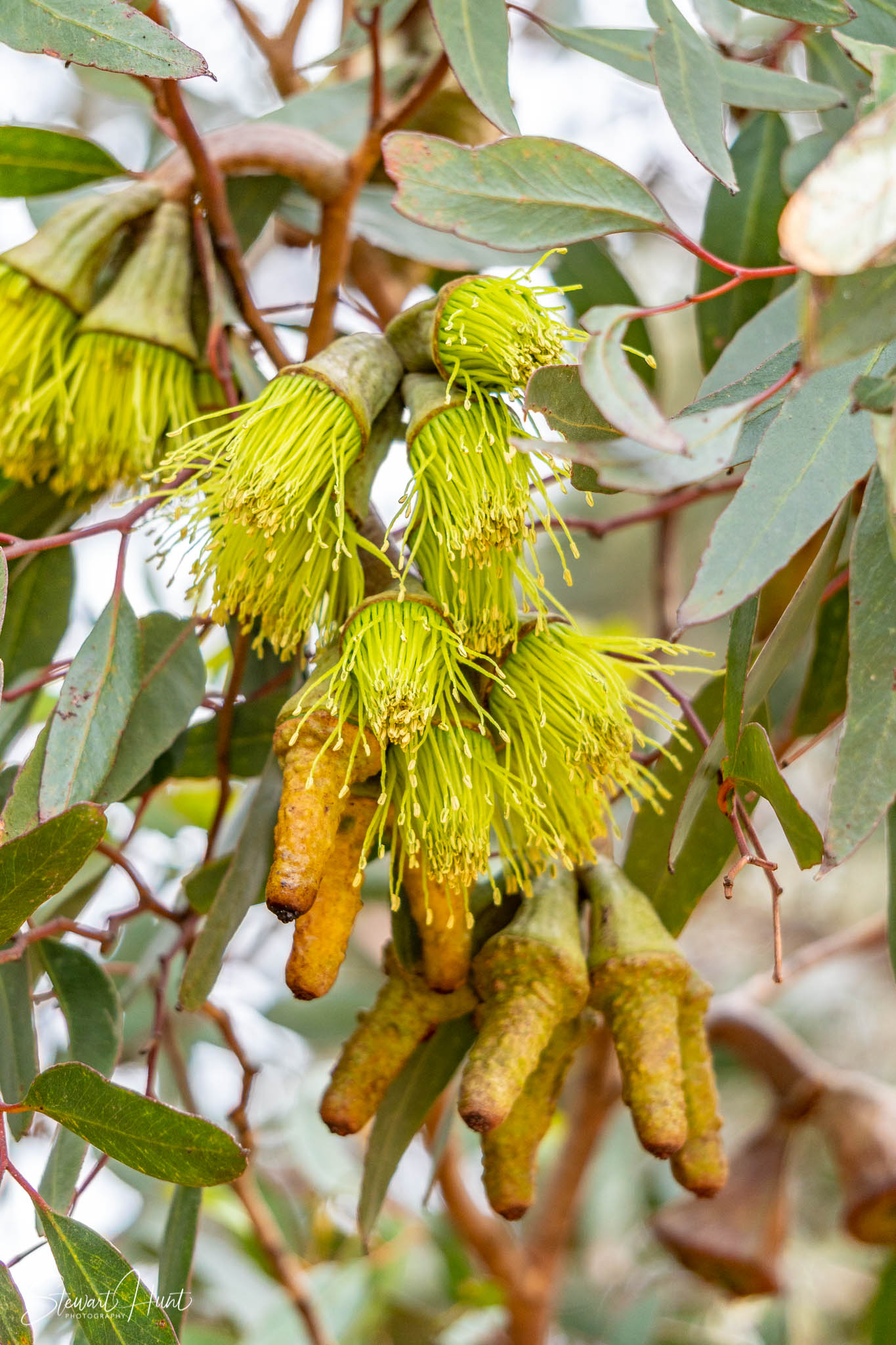 Melton Botanic Gardens A6500 4371