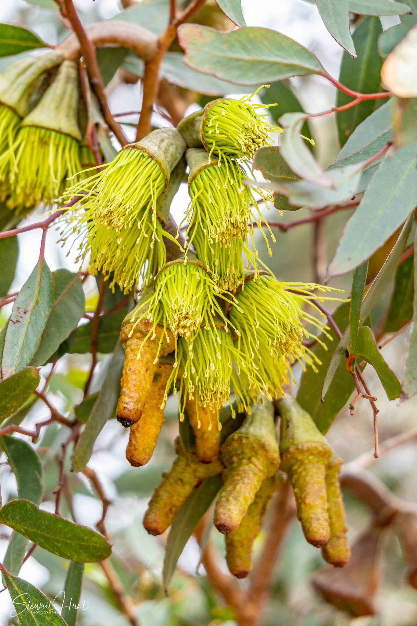 Melton Botanic Gardens A6500 4372