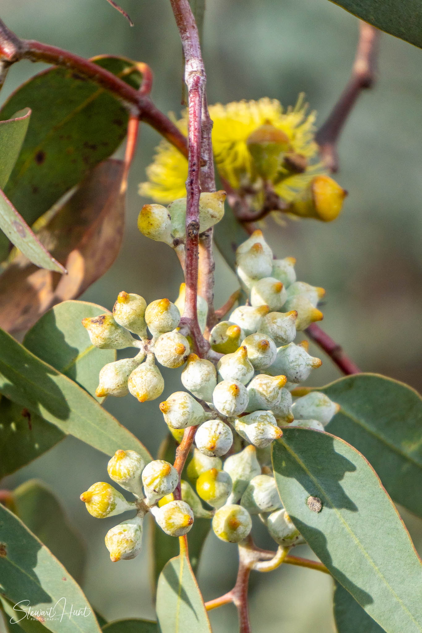 Melton Botanic Gardens A6500 4378