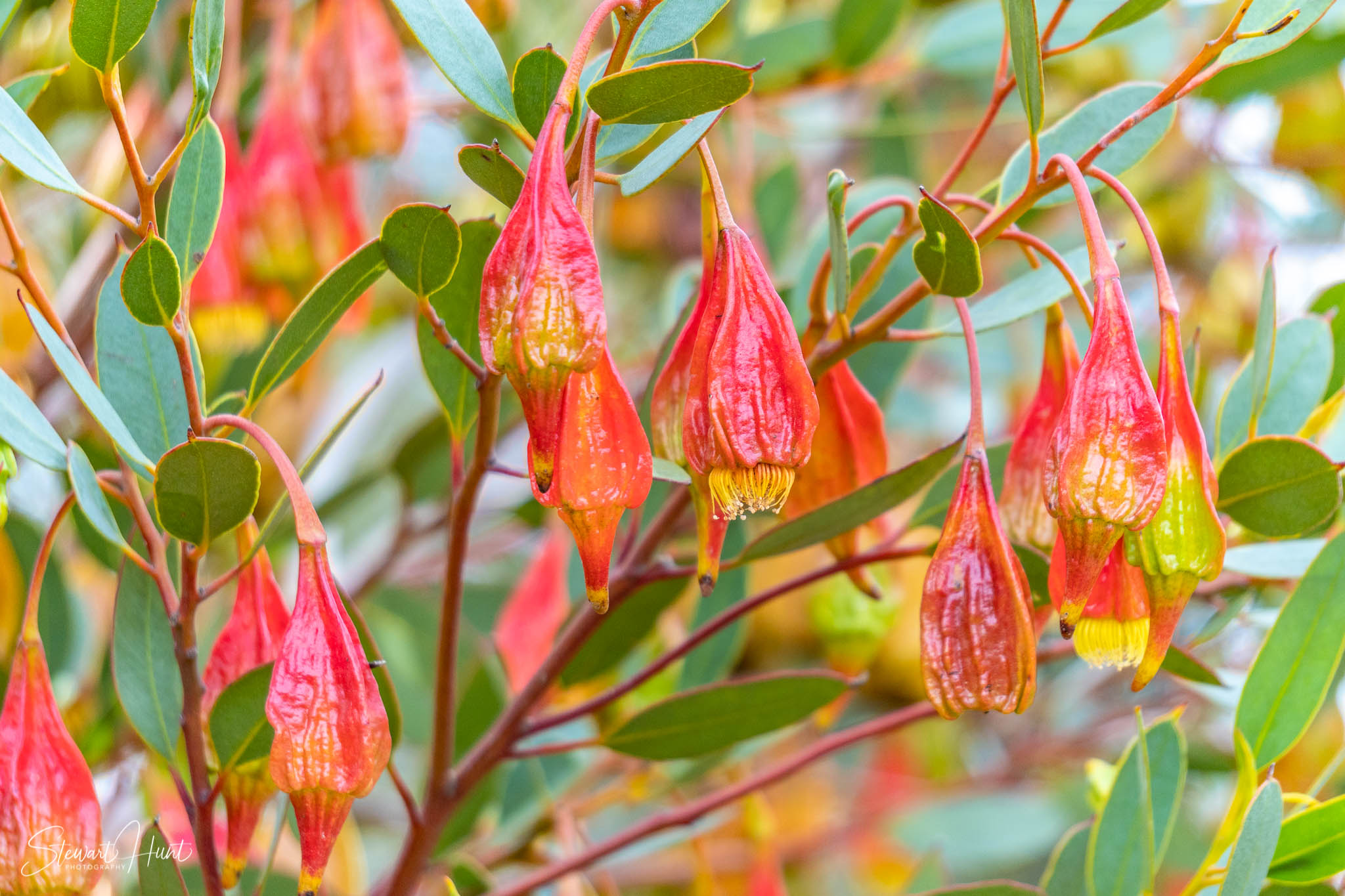 Melton Botanic Gardens A6500 4381