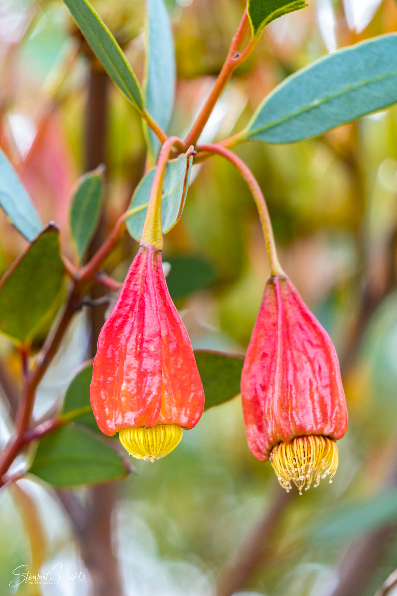 Melton Botanic Gardens A6500 4383