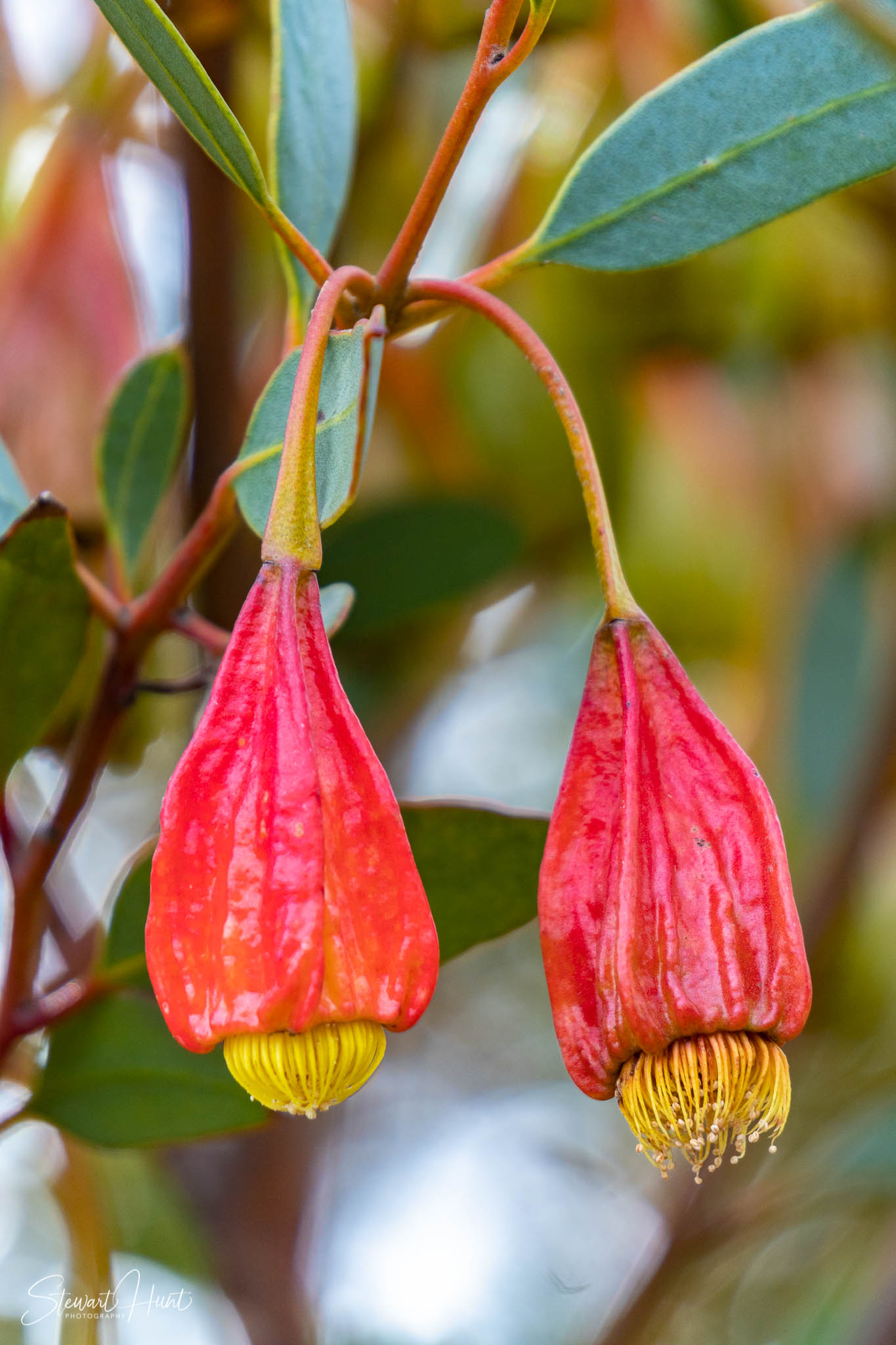 Melton Botanic Gardens A6500 4385