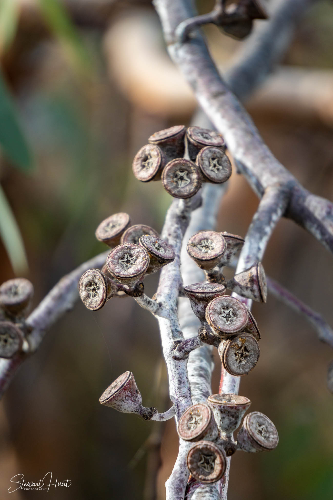 Melton Botanic Gardens A6500 4388