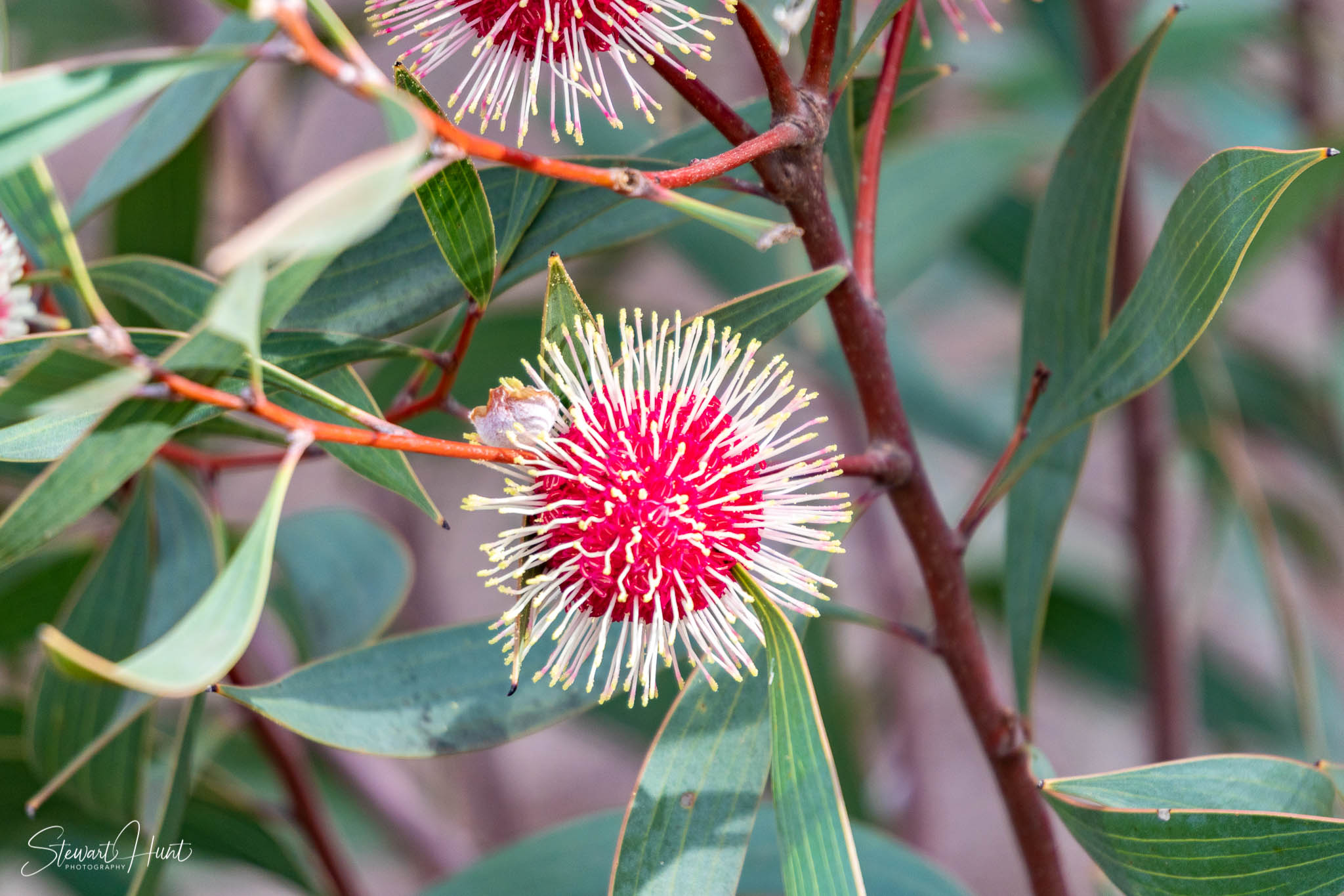Melton Botanic Gardens A6500 4389