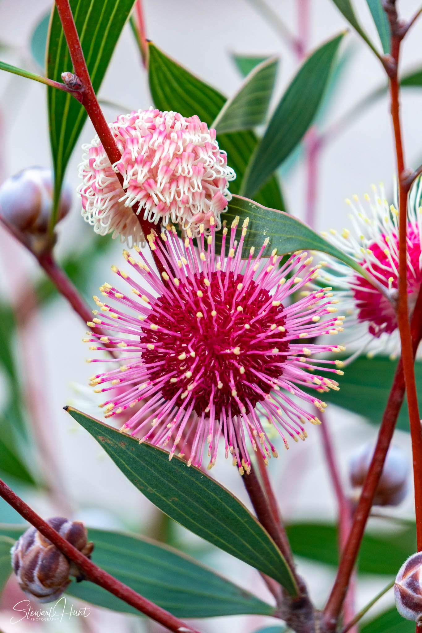 Melton Botanic Gardens A6500 4392