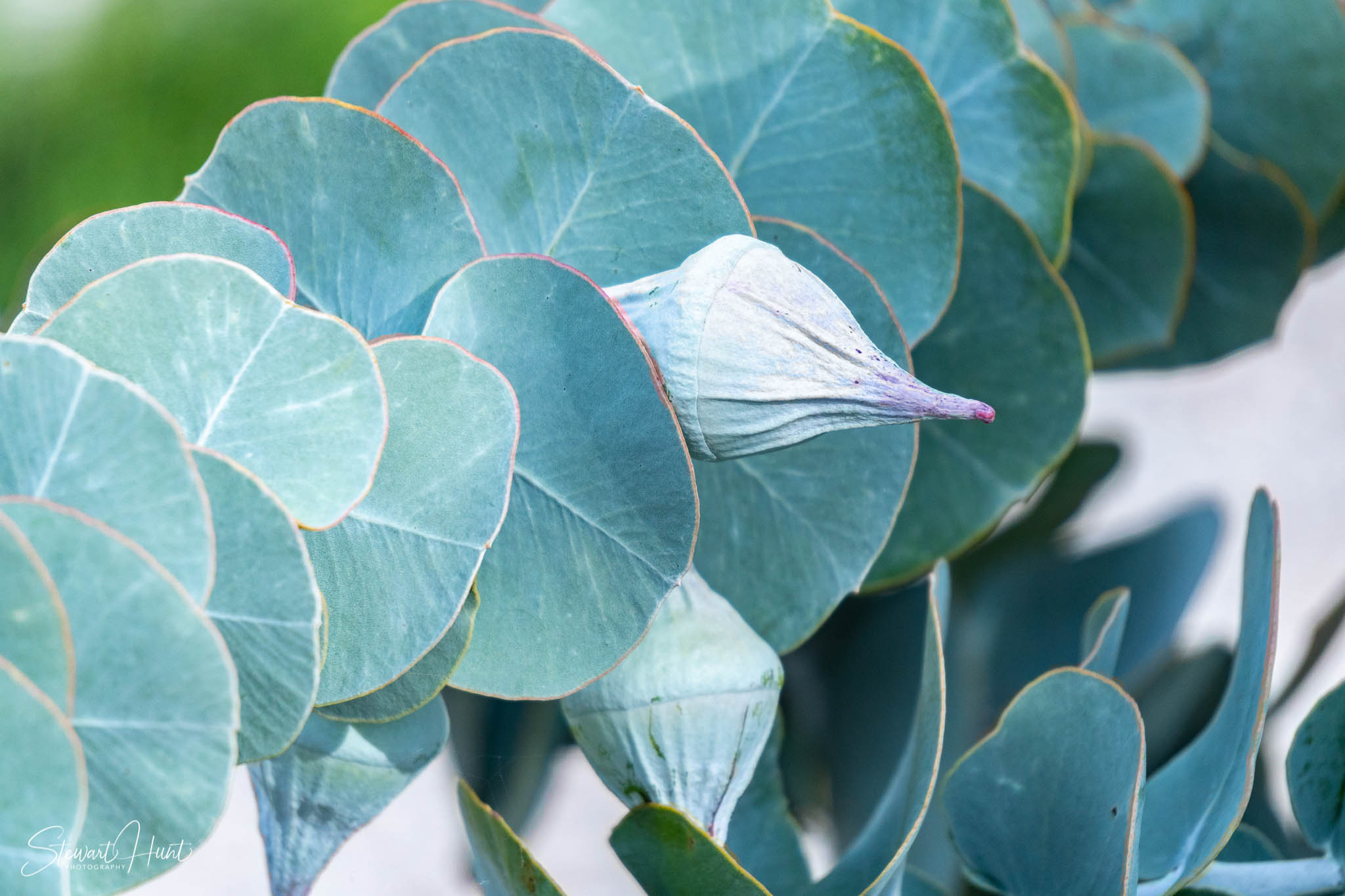 Melton Botanic Gardens A6500 4394