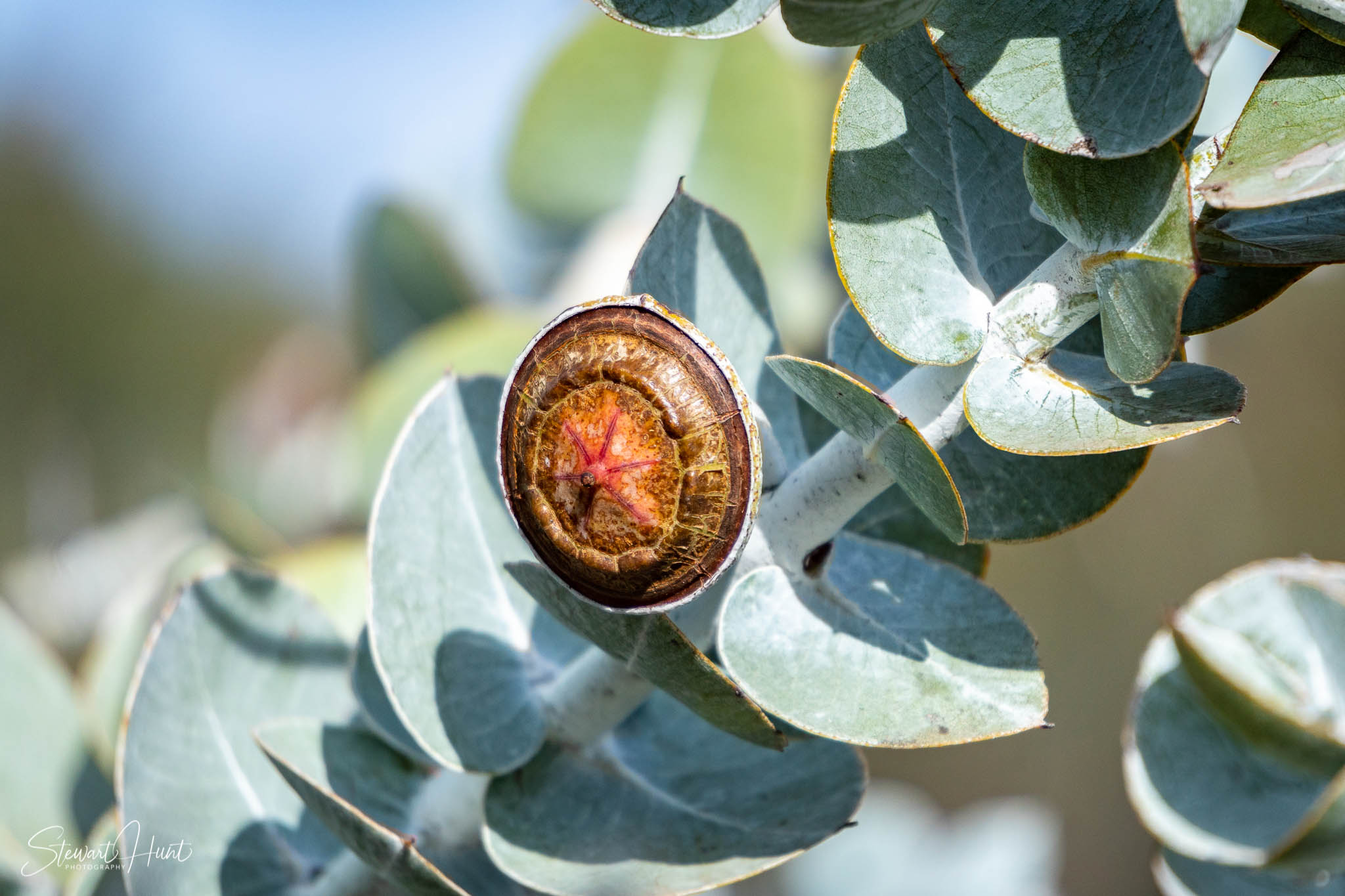 Melton Botanic Gardens A6500 4403