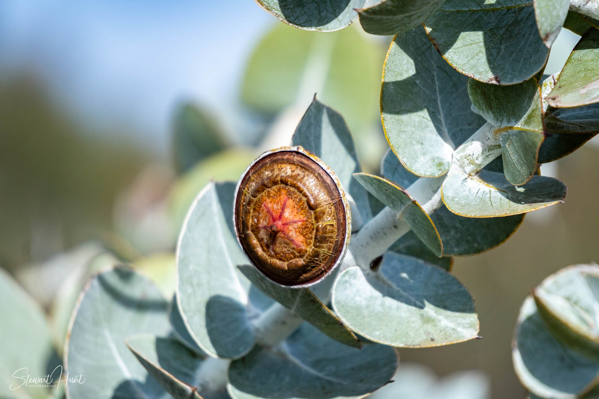 Melton Botanic Gardens A6500 4404
