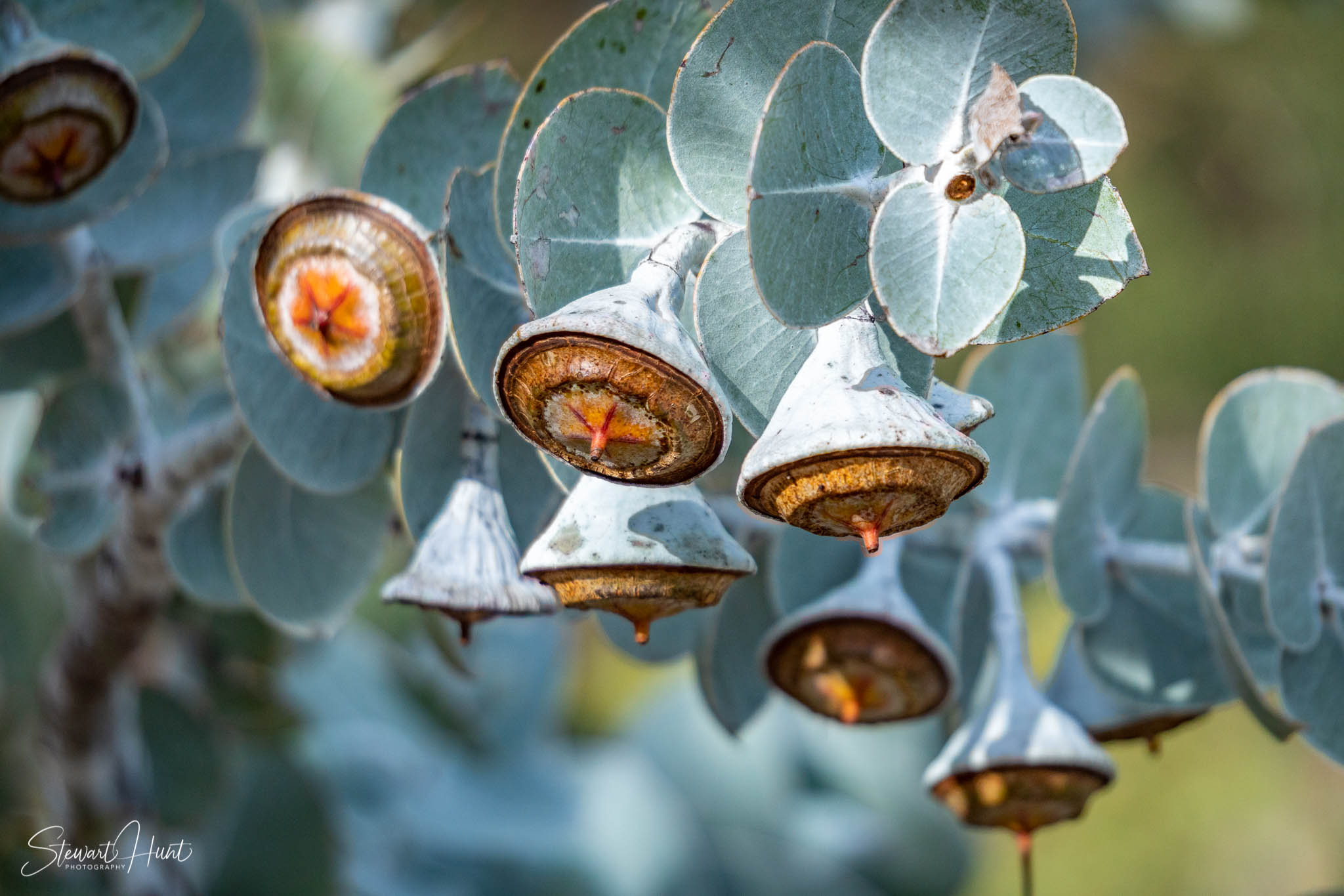 Melton Botanic Gardens A6500 4405