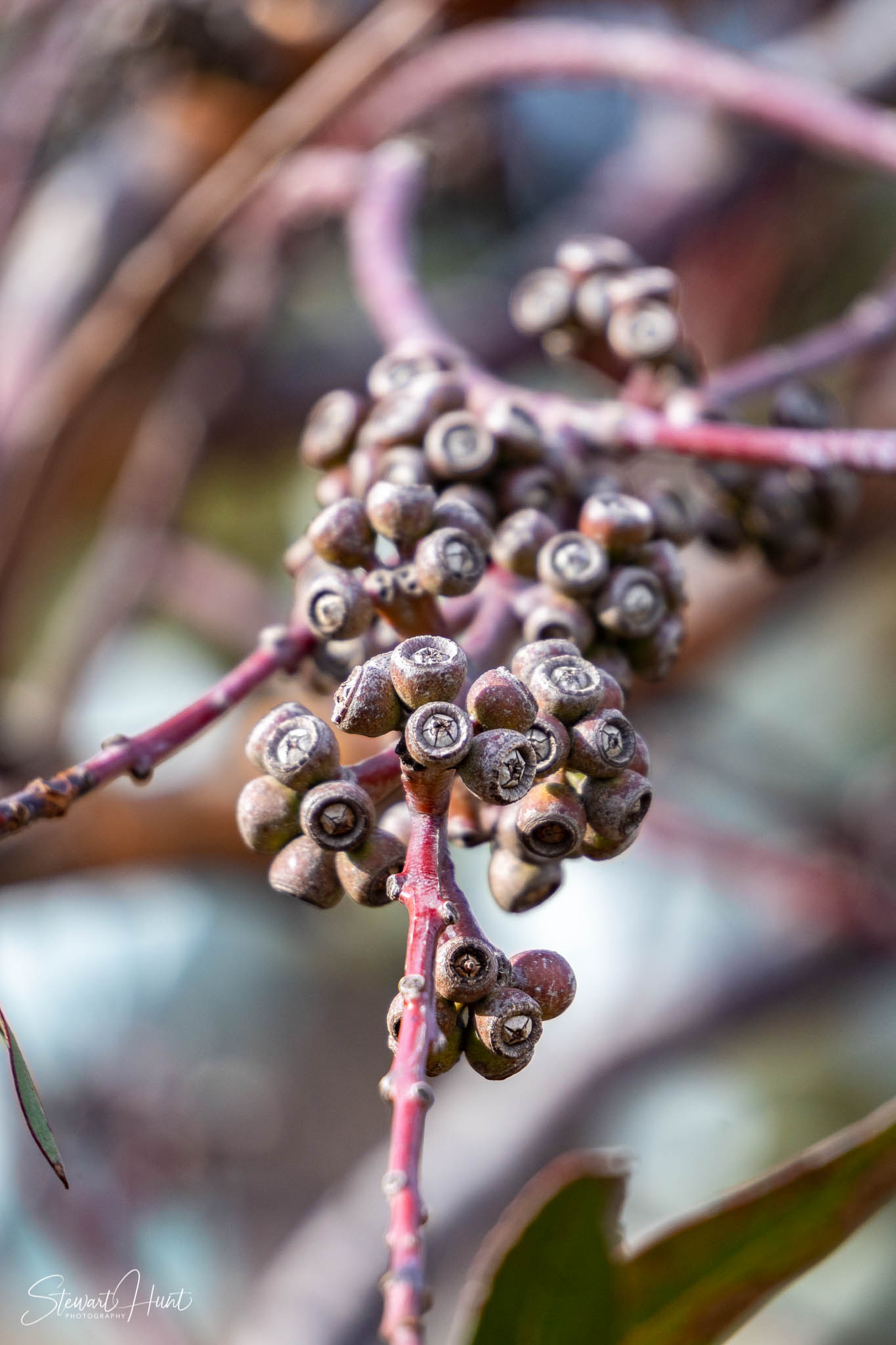 Melton Botanic Gardens A6500 4416