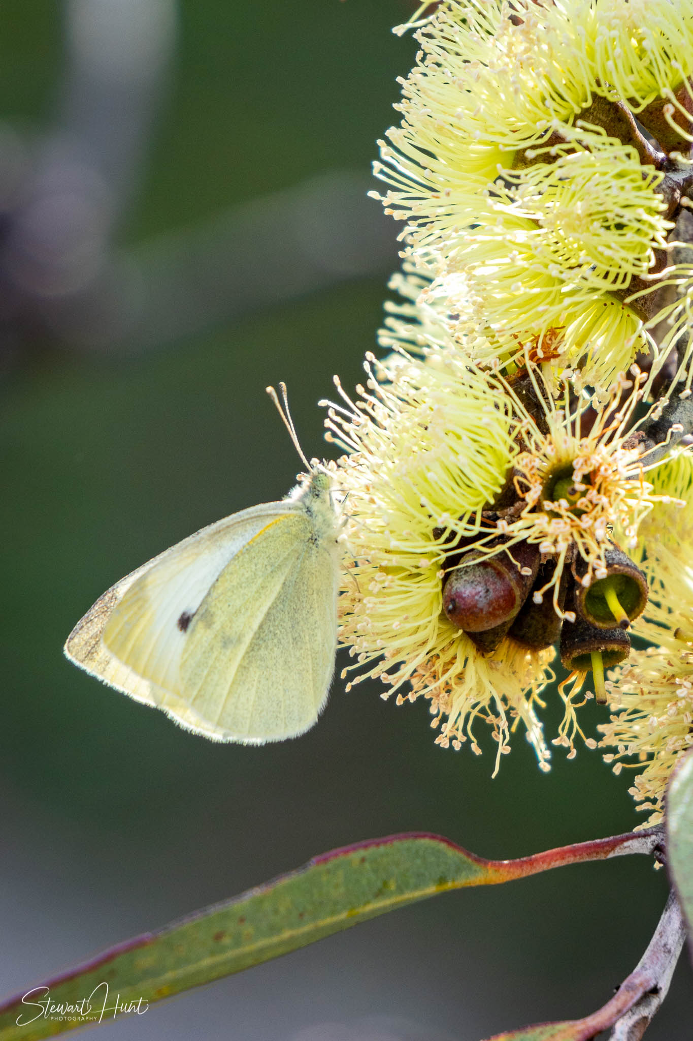 Melton Botanic Gardens A6500 4421