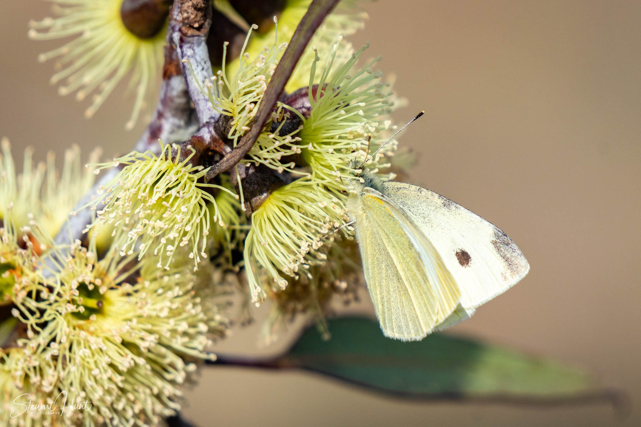 Melton Botanic Gardens A6500 4425