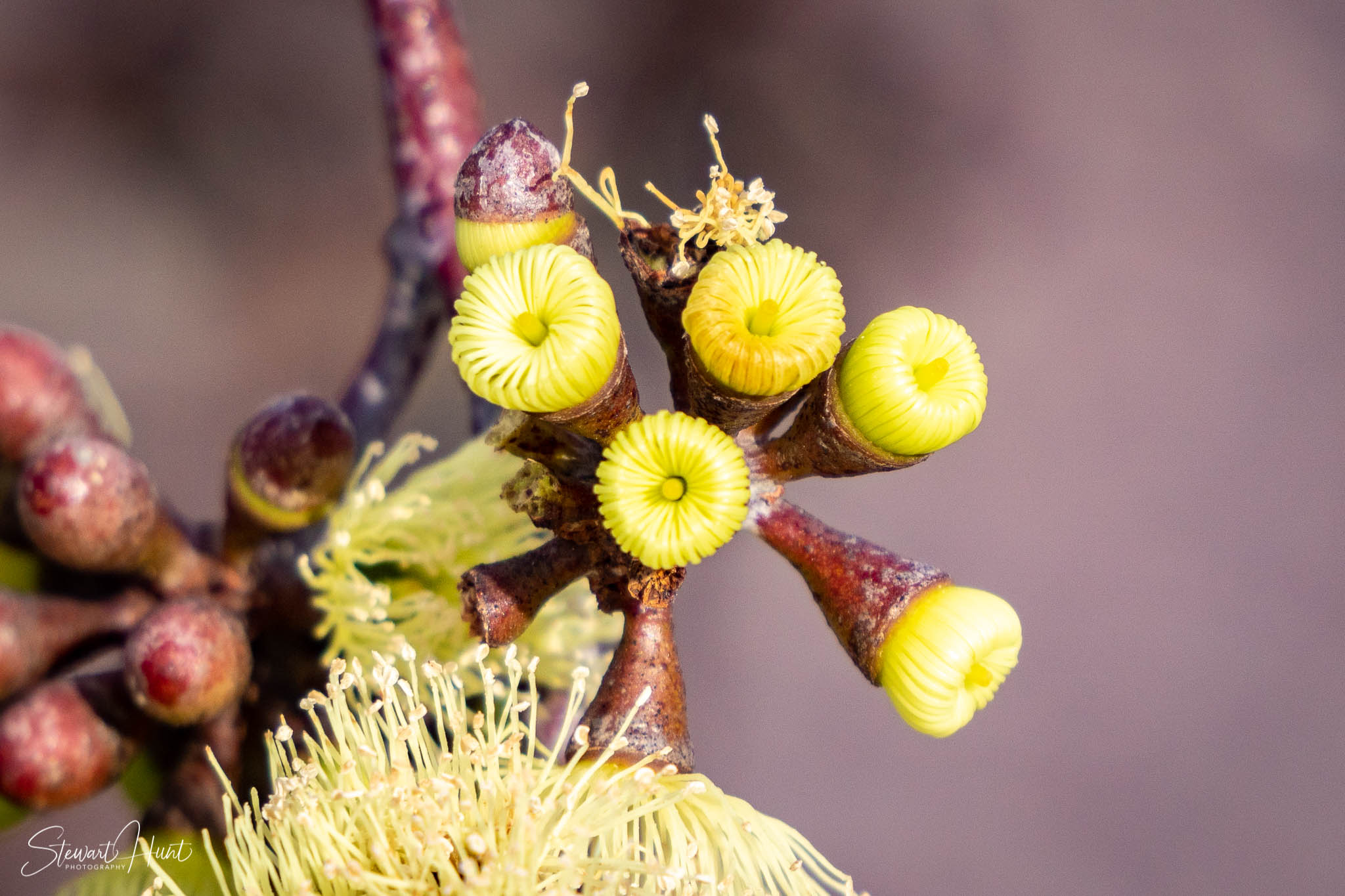 Melton Botanic Gardens A6500 4429