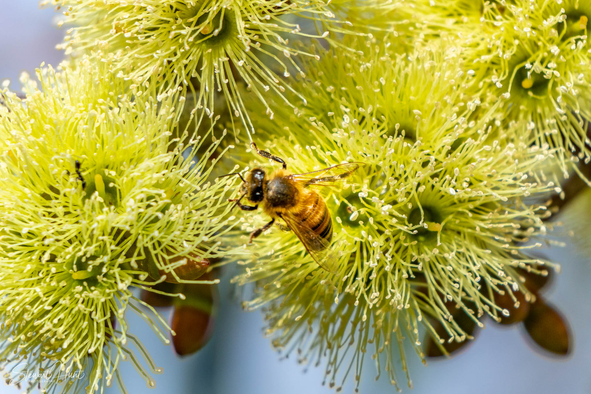 Melton Botanic Gardens A6500 4437