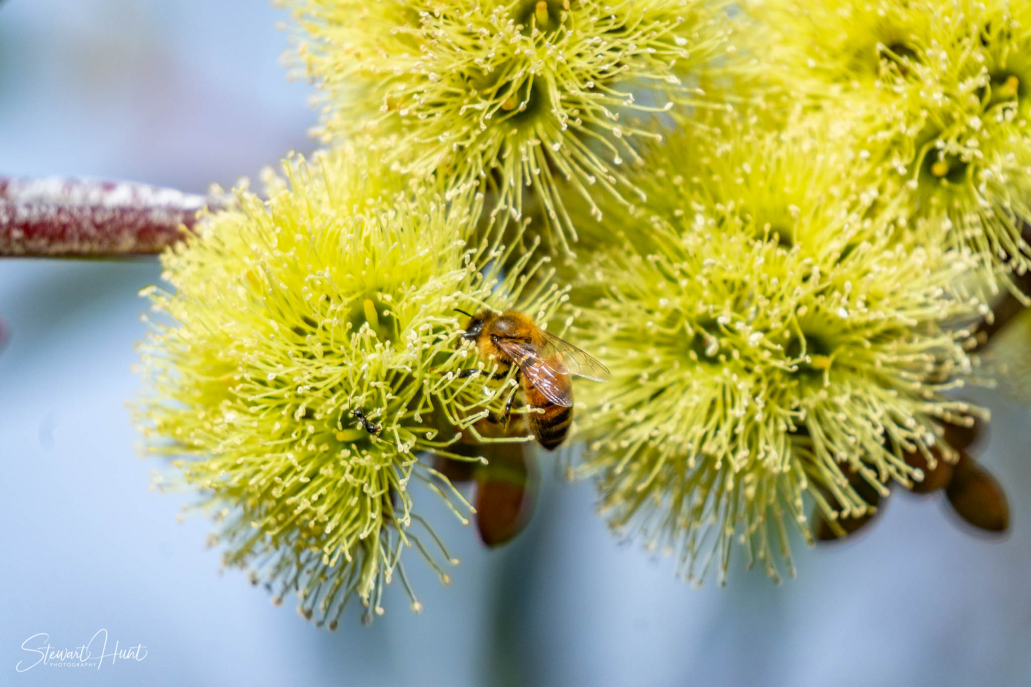 Melton Botanic Gardens A6500 4439