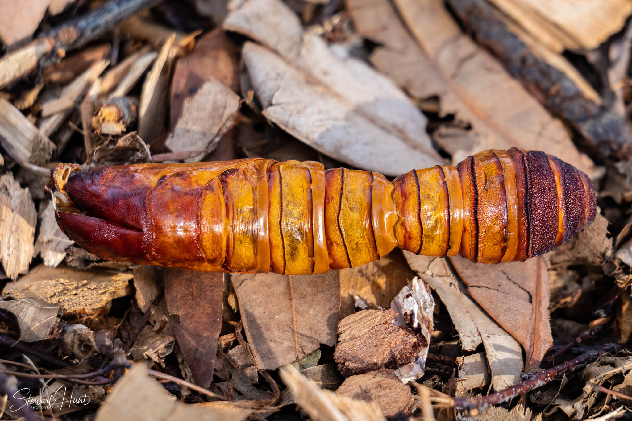 Melton Botanic Gardens A6500 4455