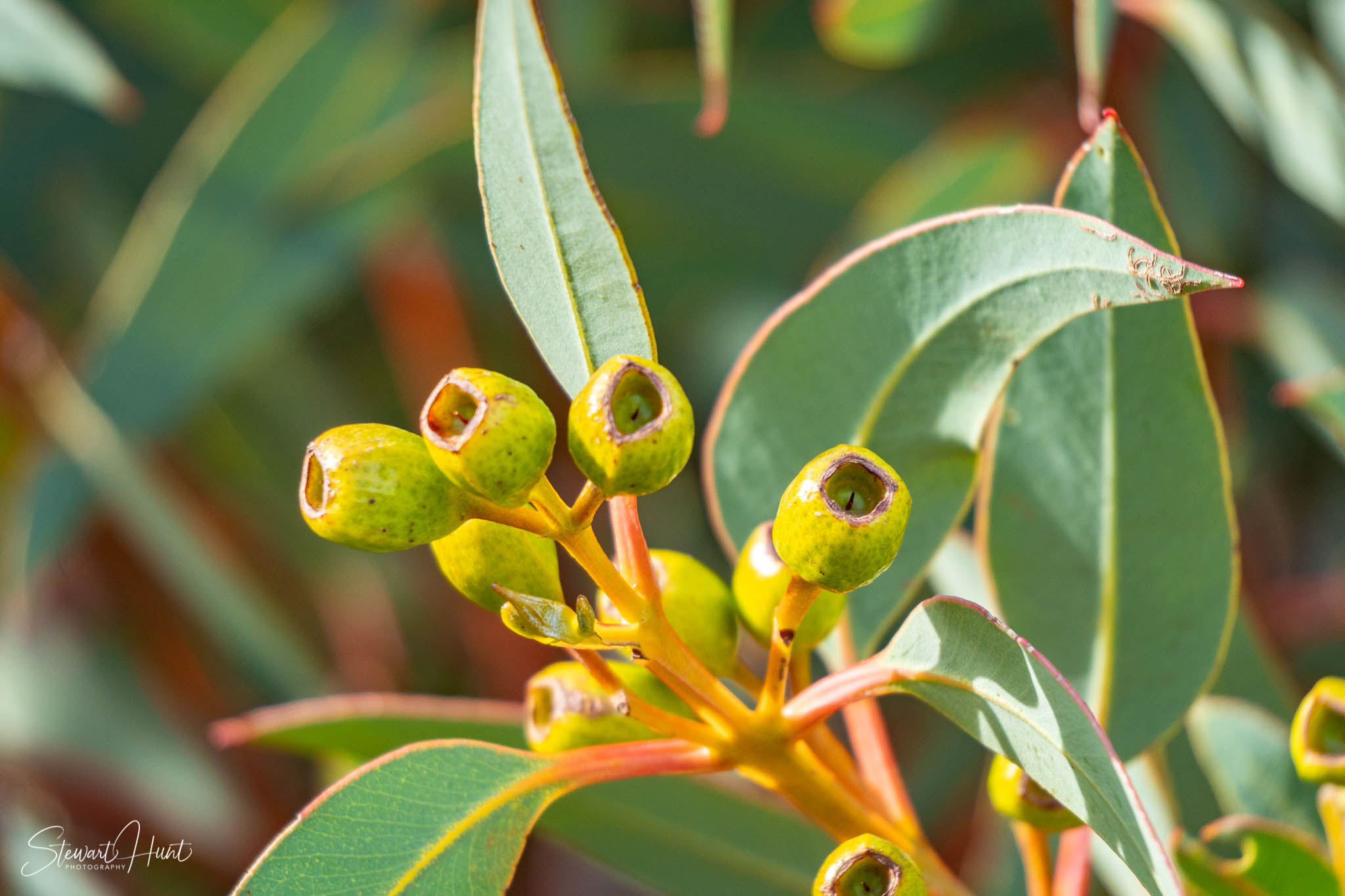 Melton Botanic Gardens A6500 4460