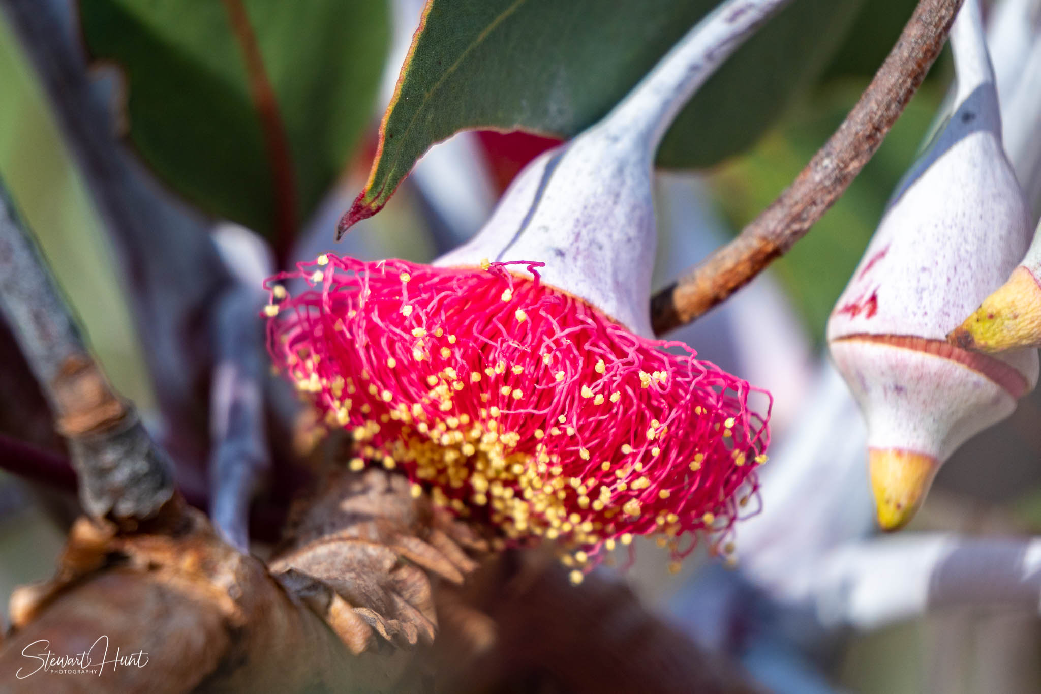 Melton Botanic Gardens A6500 4465