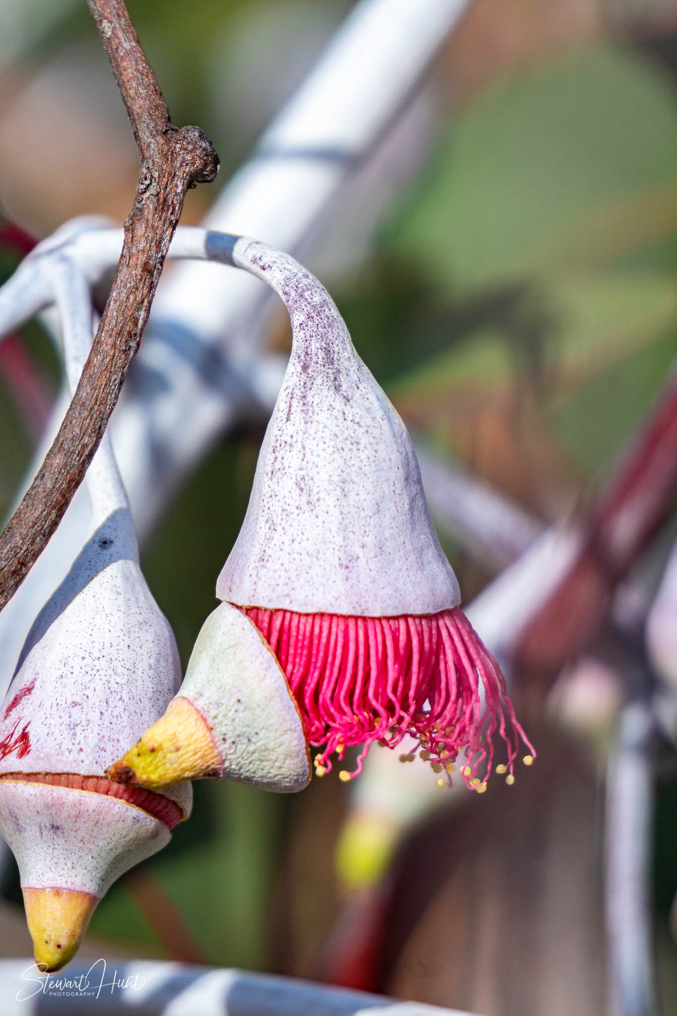 Melton Botanic Gardens A6500 4467