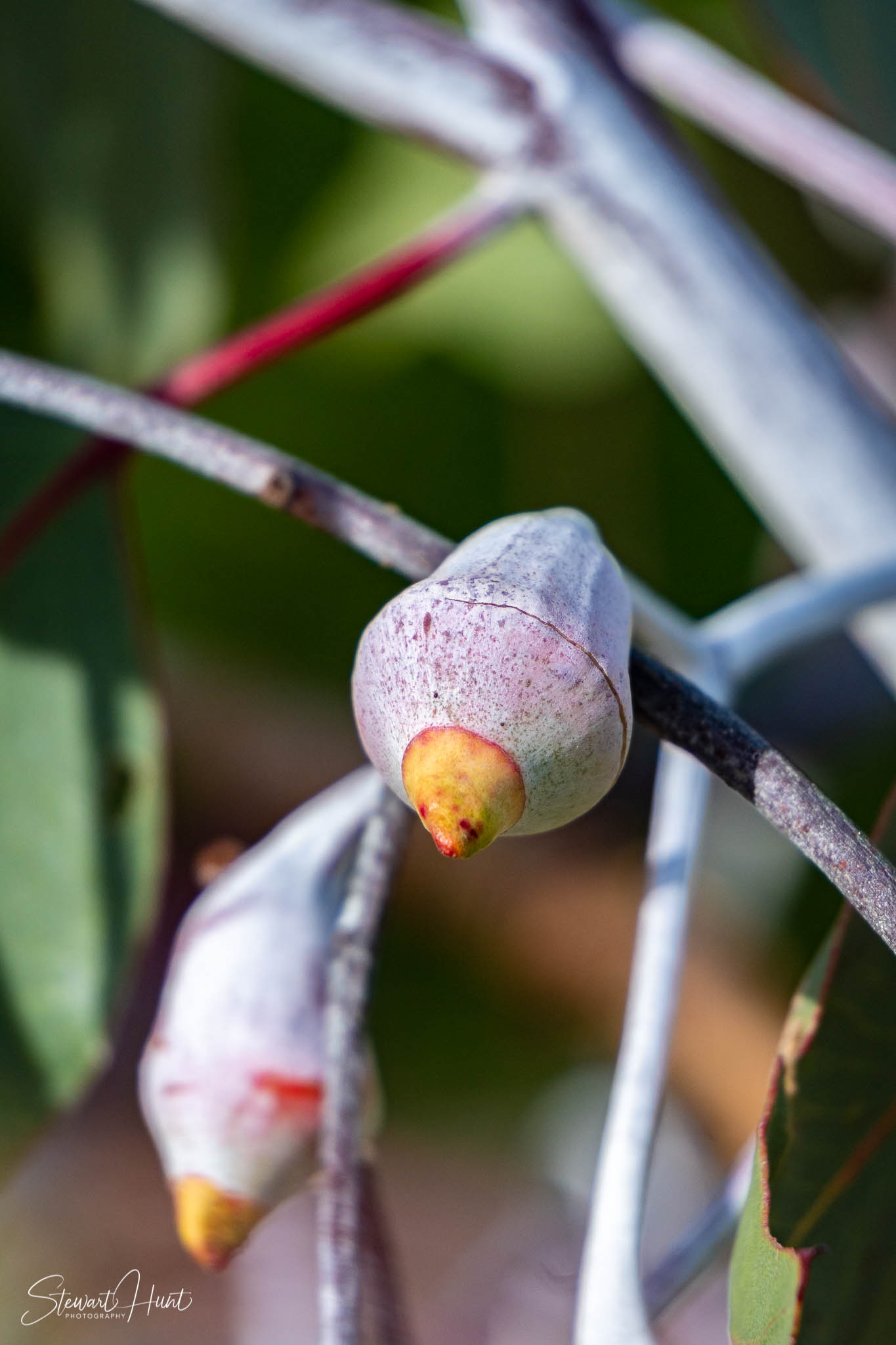 Melton Botanic Gardens A6500 4470