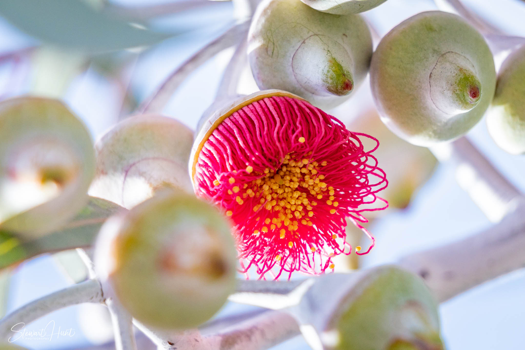 Melton Botanic Gardens A6500 4474