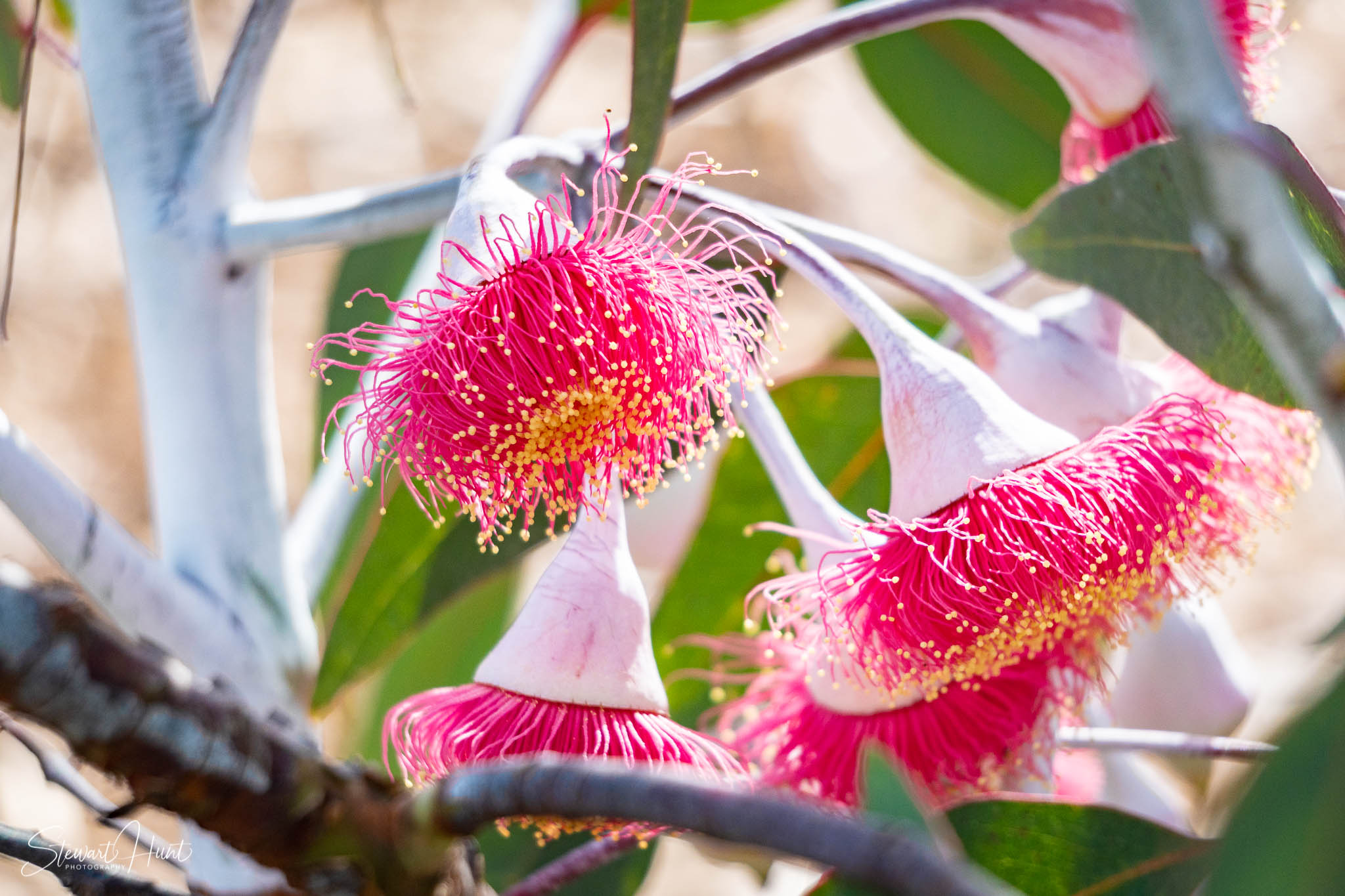 Melton Botanic Gardens A6500 4475