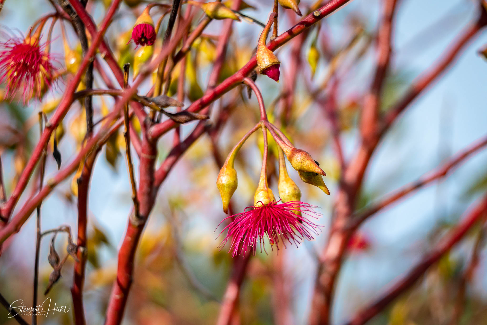 Melton Botanic Gardens A6500 4482