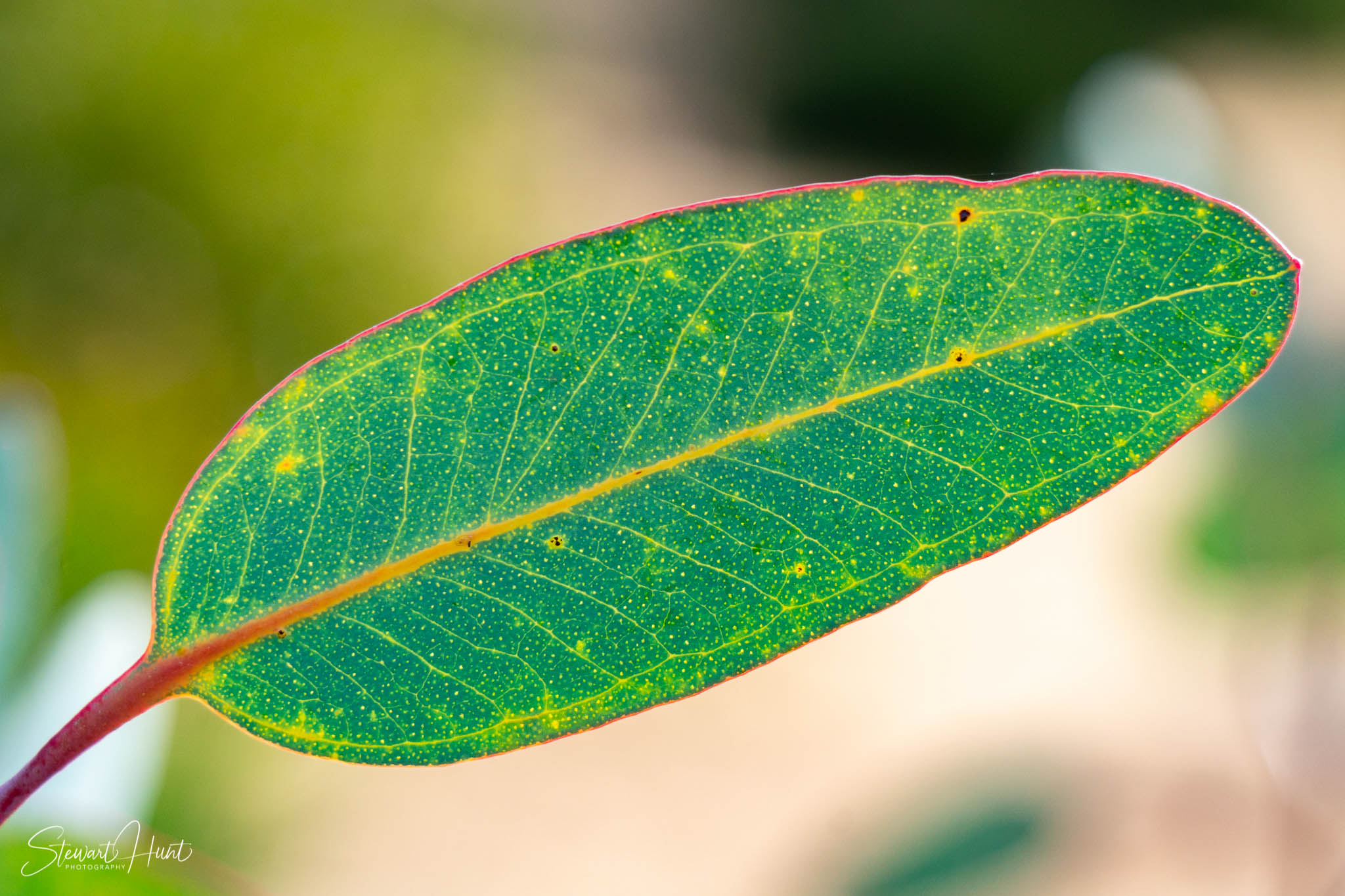 Melton Botanic Gardens A6500 4490