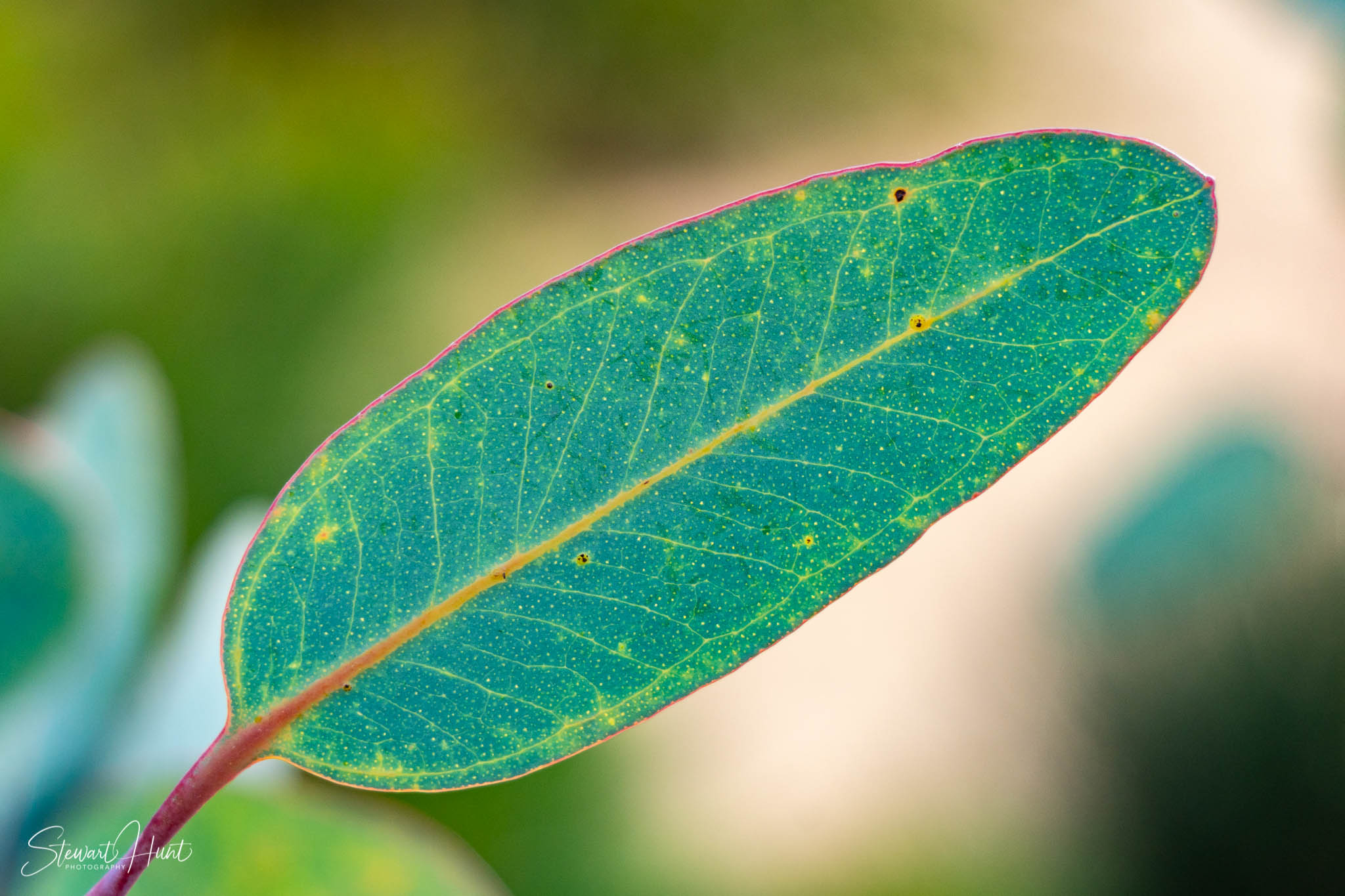 Melton Botanic Gardens A6500 4492