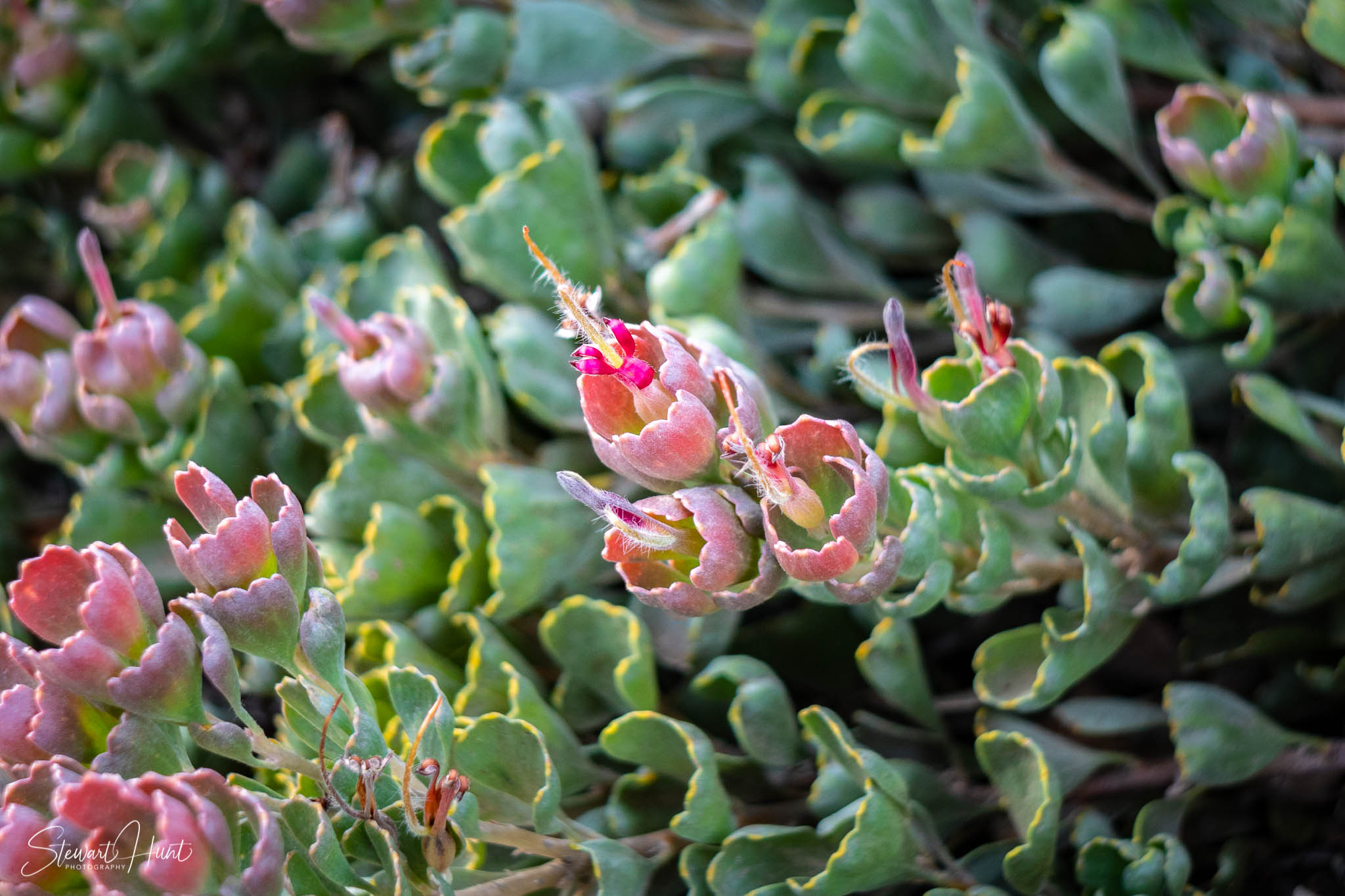 Melton Botanic Gardens A6500 4494