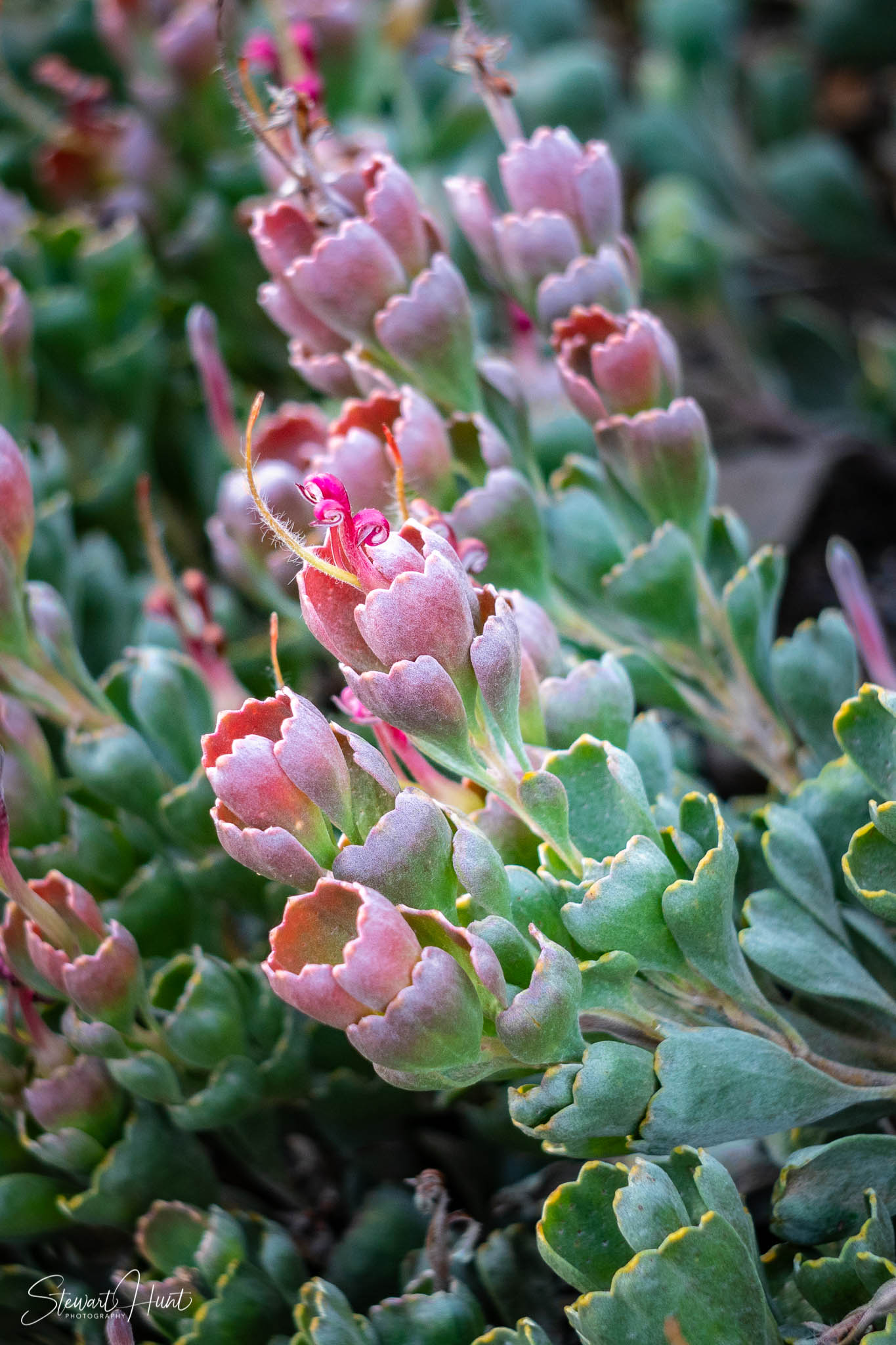 Melton Botanic Gardens A6500 4495