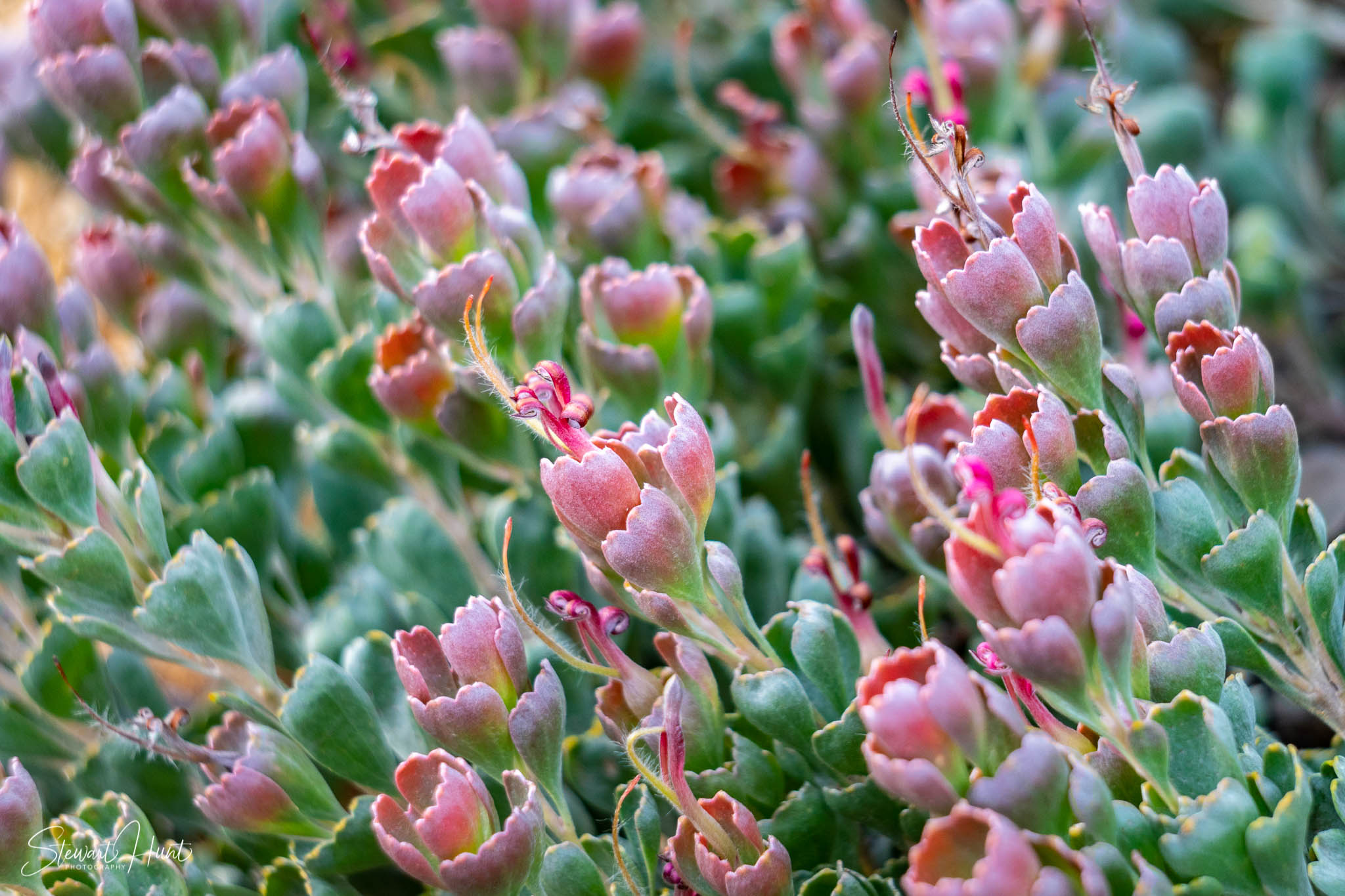 Melton Botanic Gardens A6500 4497