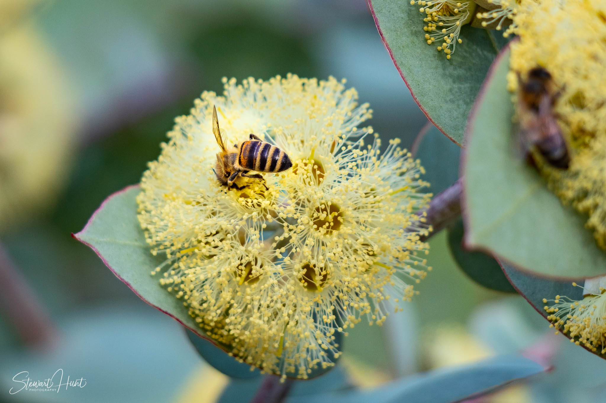 Melton Botanic Gardens A6500 4501