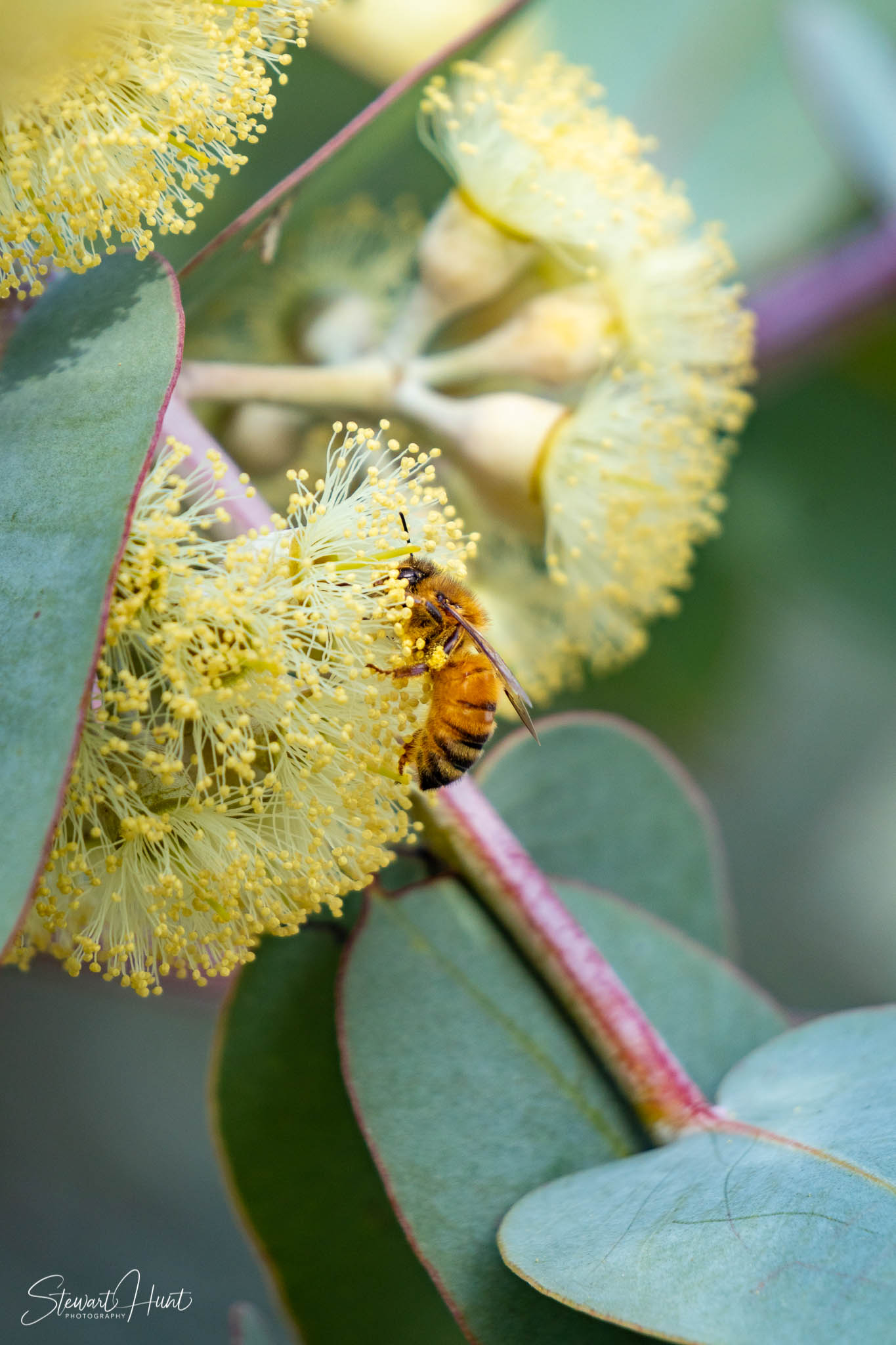 Melton Botanic Gardens A6500 4504
