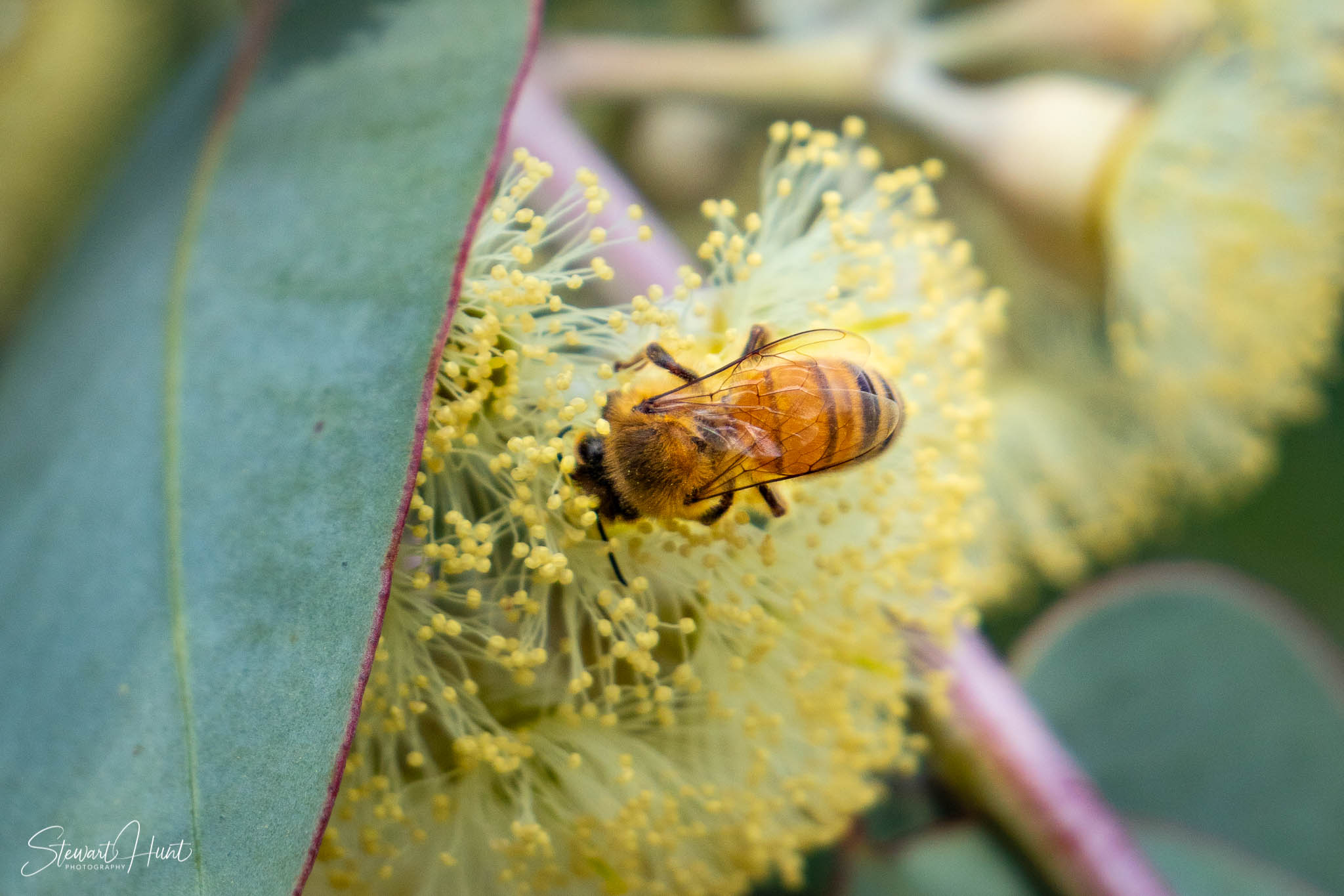 Melton Botanic Gardens A6500 4508