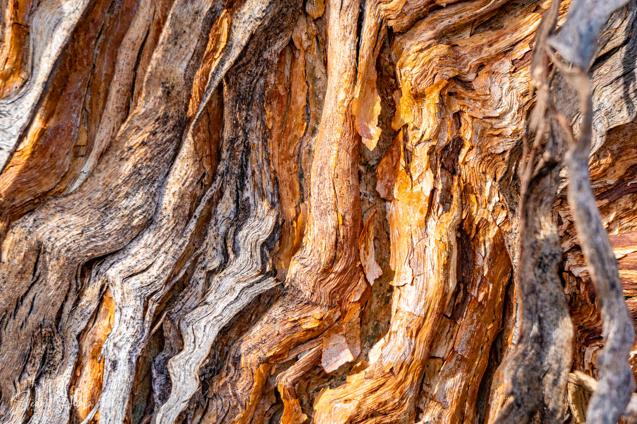 Melton Botanic Gardens A6500 4512