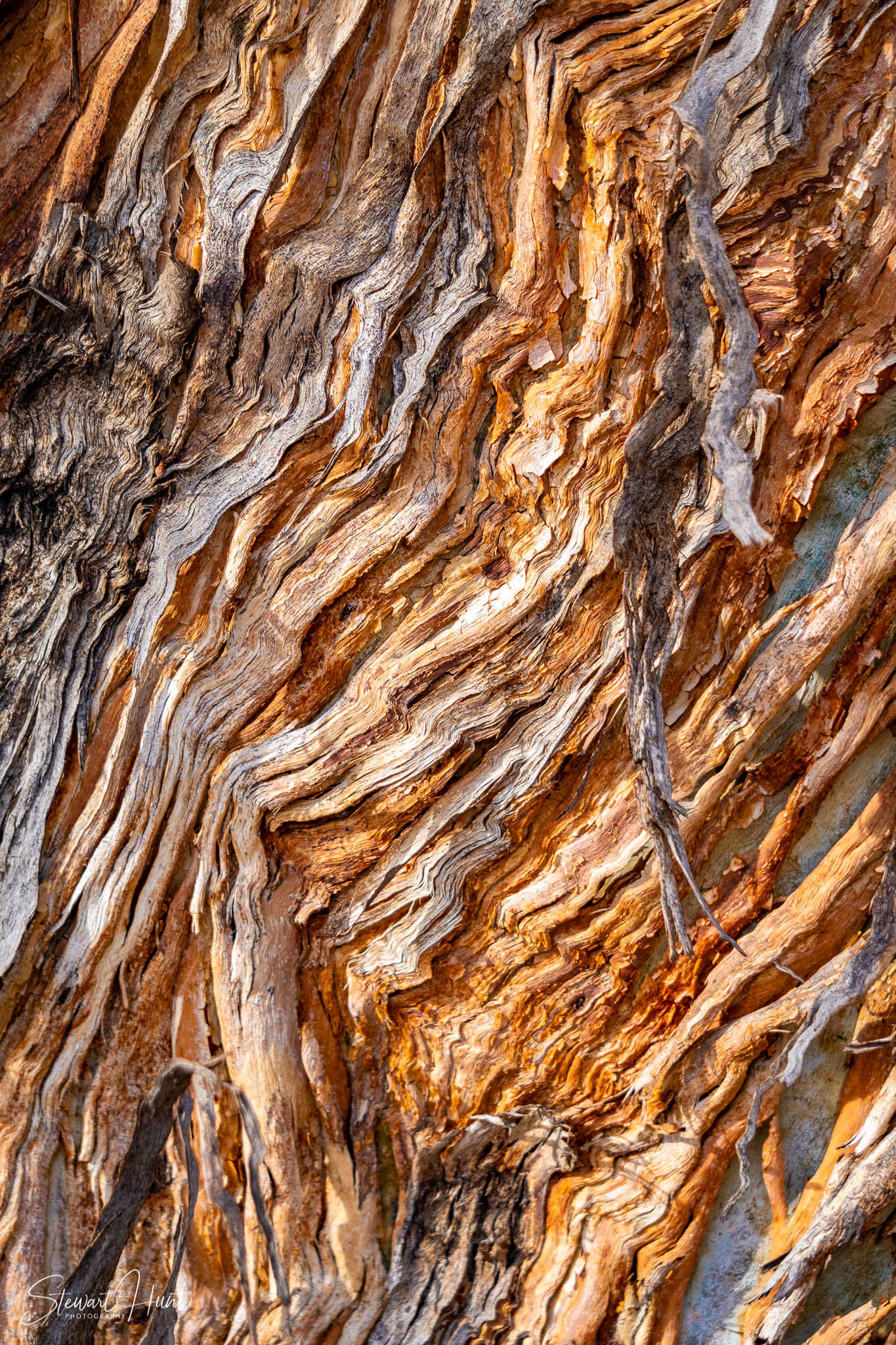 Melton Botanic Gardens A6500 4514