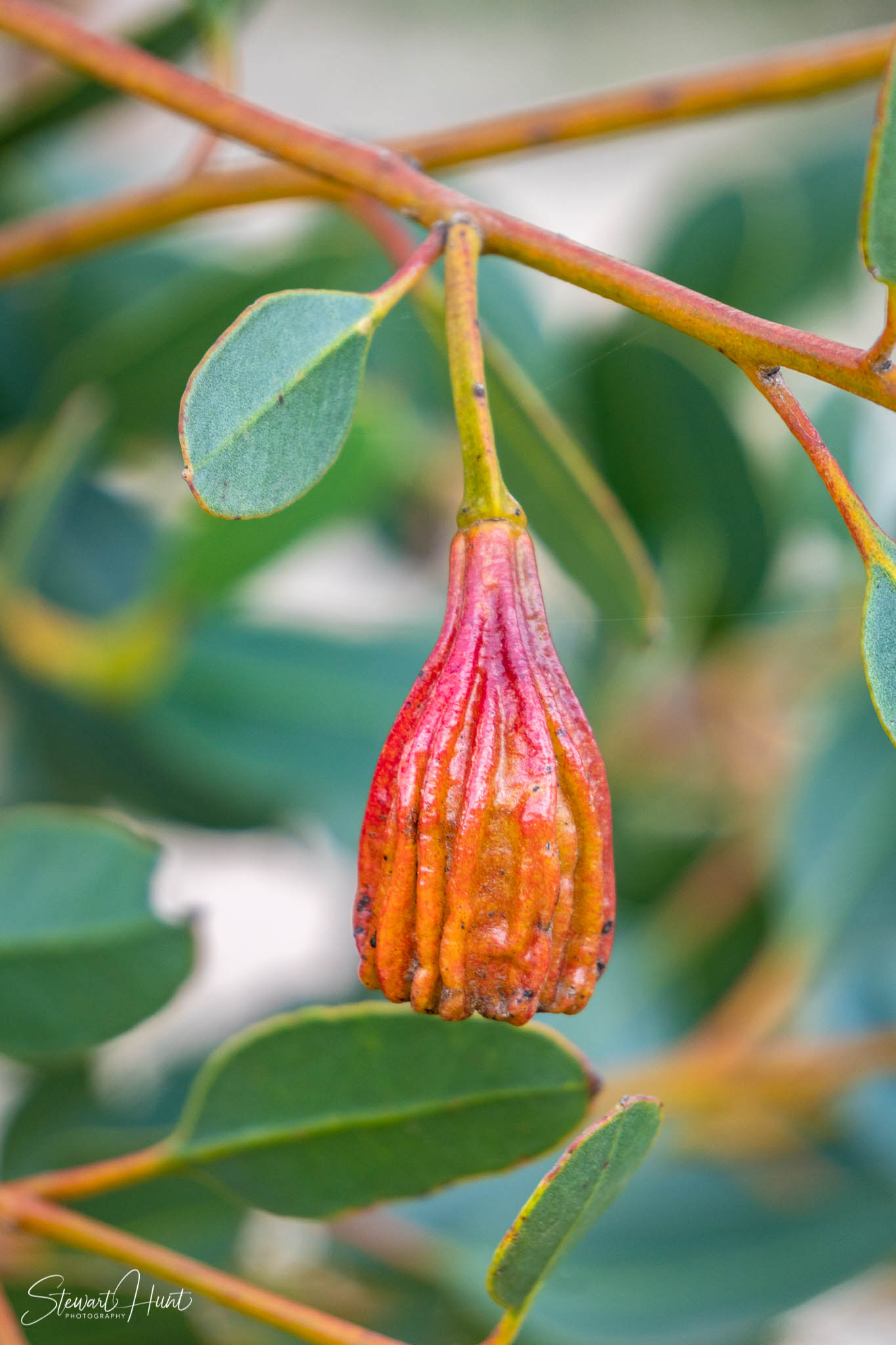 Melton Botanic Gardens A6500 4521