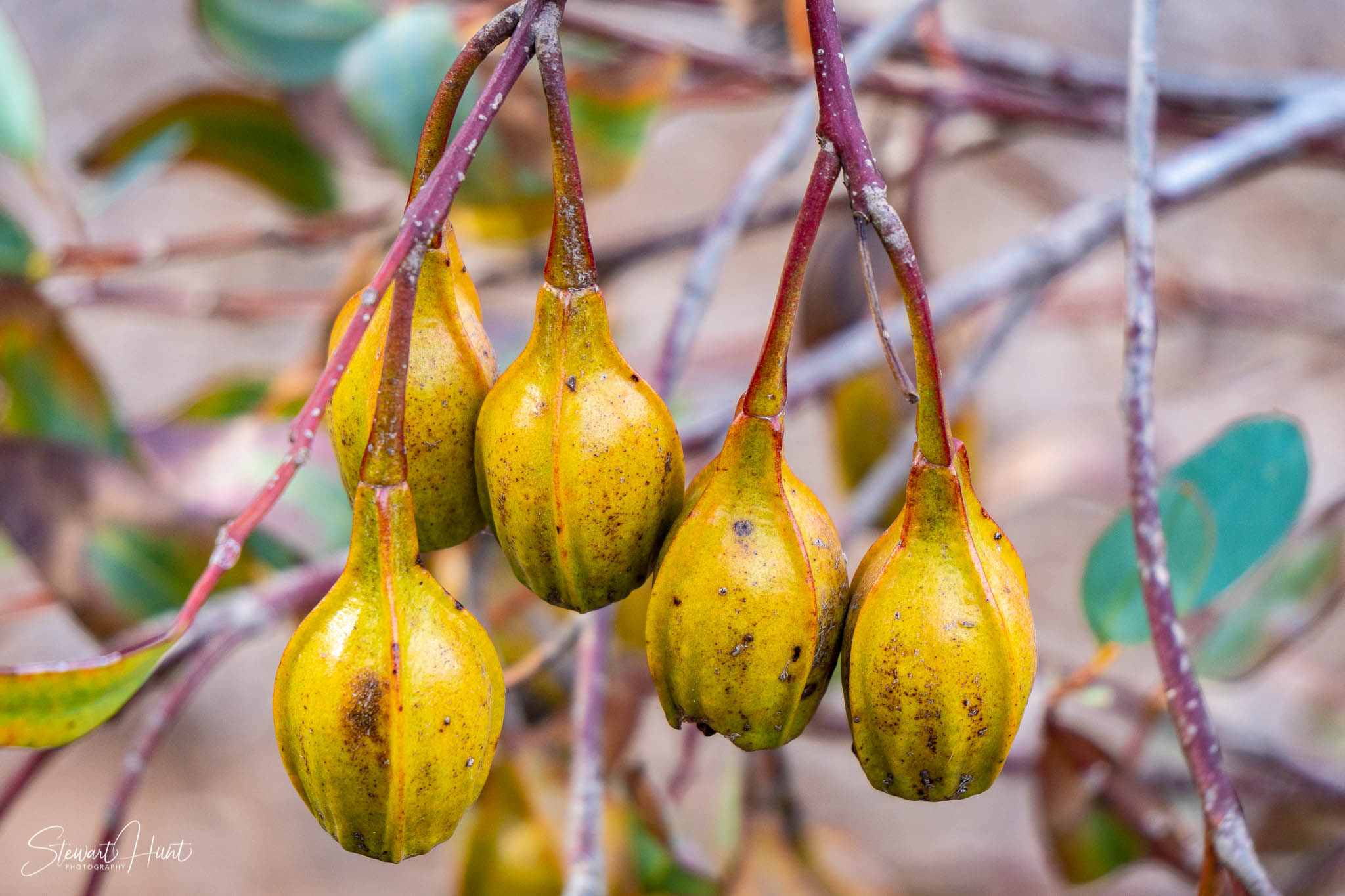 Melton Botanic Gardens A6500 4525