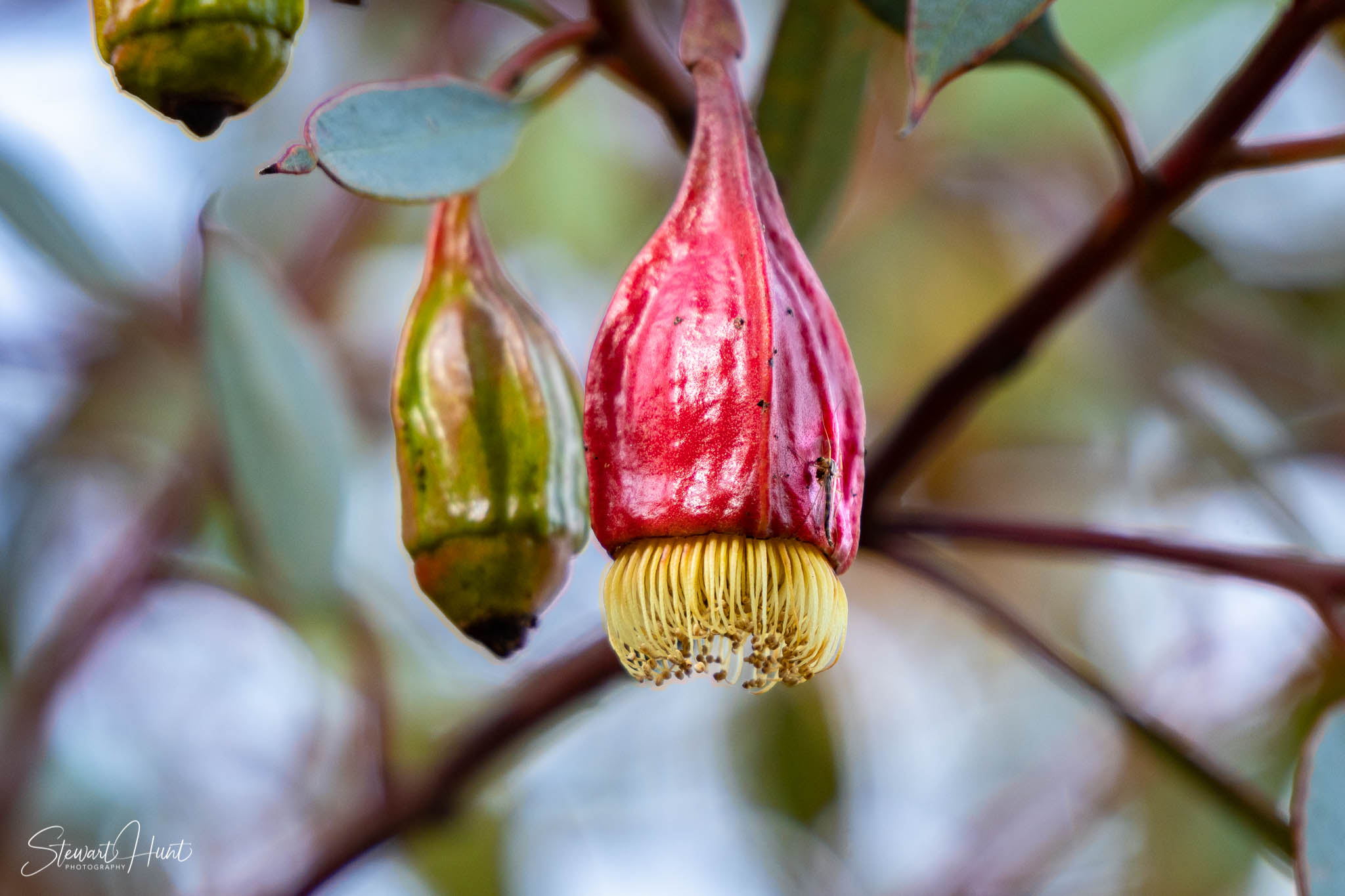 Melton Botanic Gardens A6500 4528