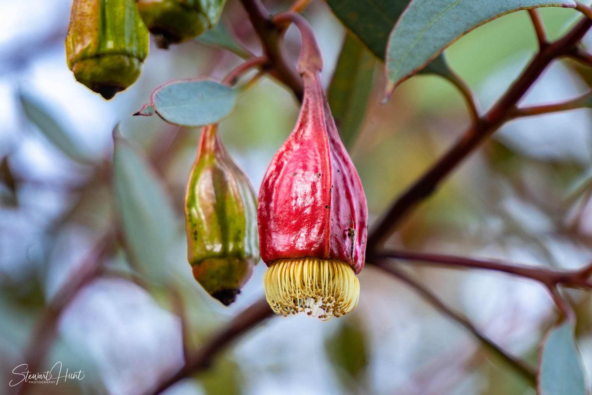 Melton Botanic Gardens A6500 4529