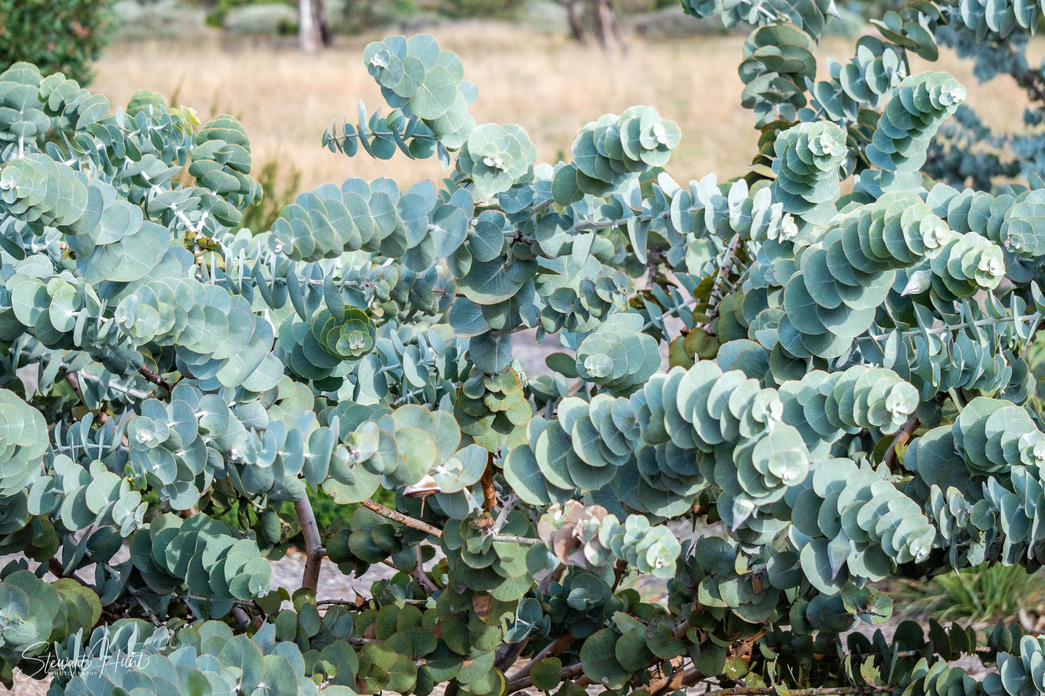 Melton Botanic Gardens A6500 4530