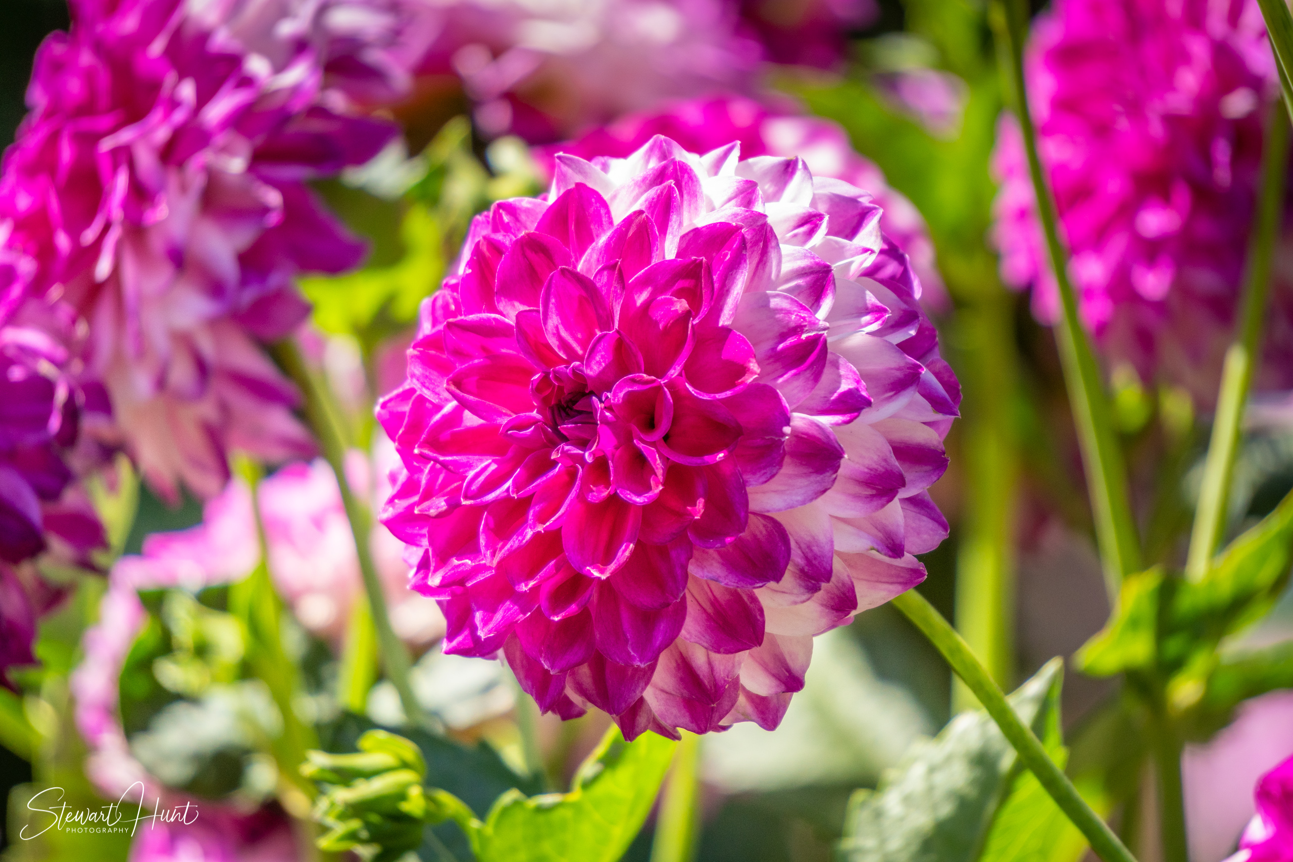 20190309 Ballarat 5754