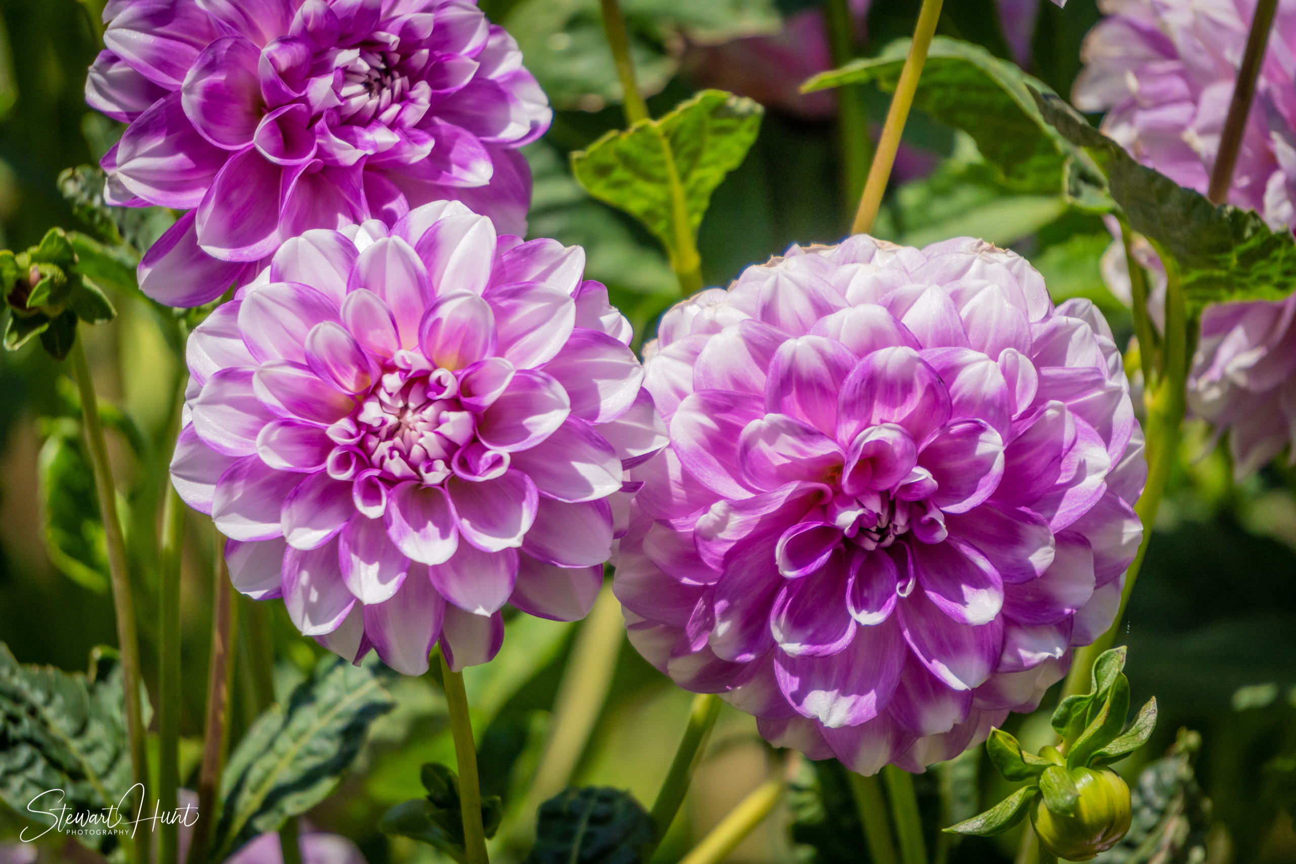 20190309 Ballarat 5762