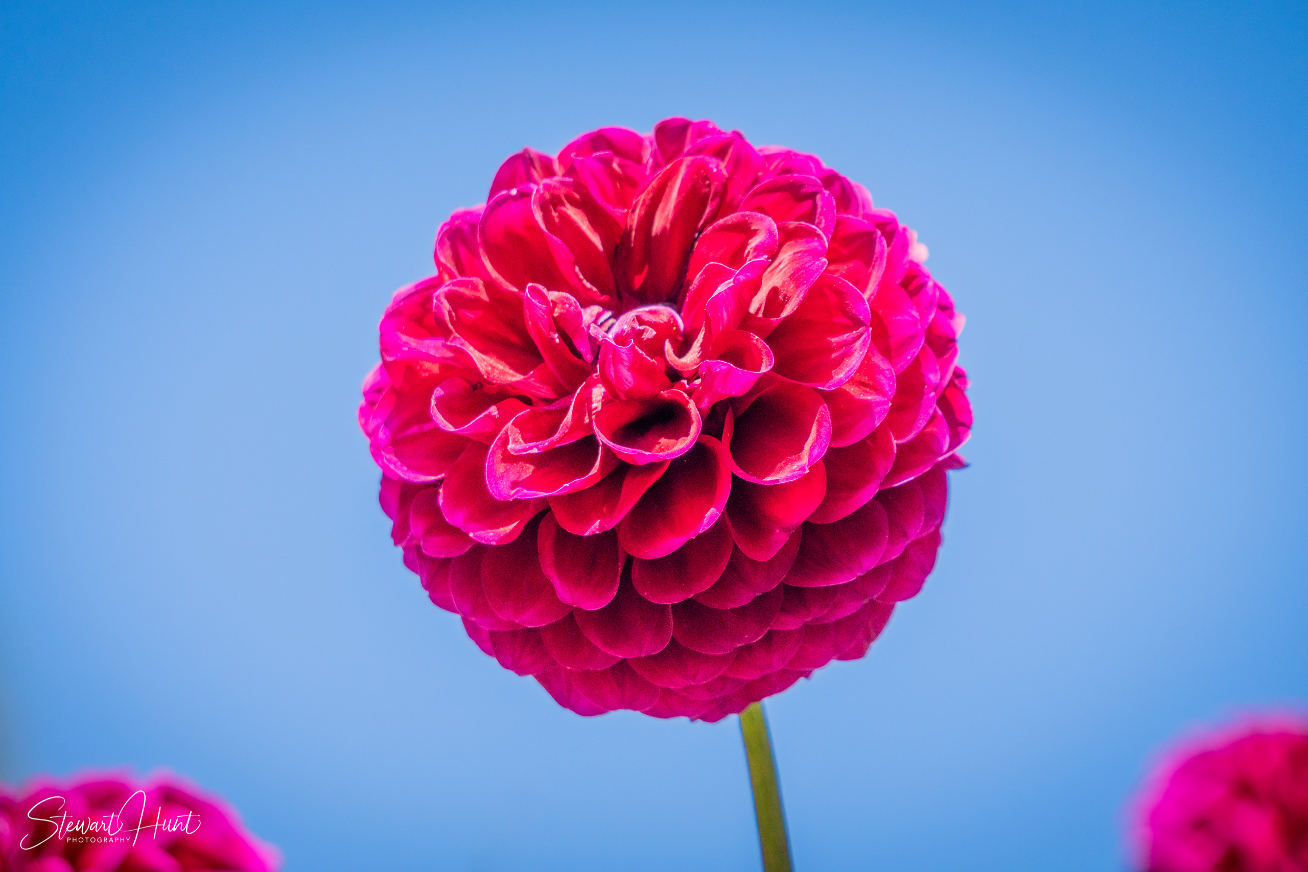 Ballarat Begonia Festival - Mar 2019.