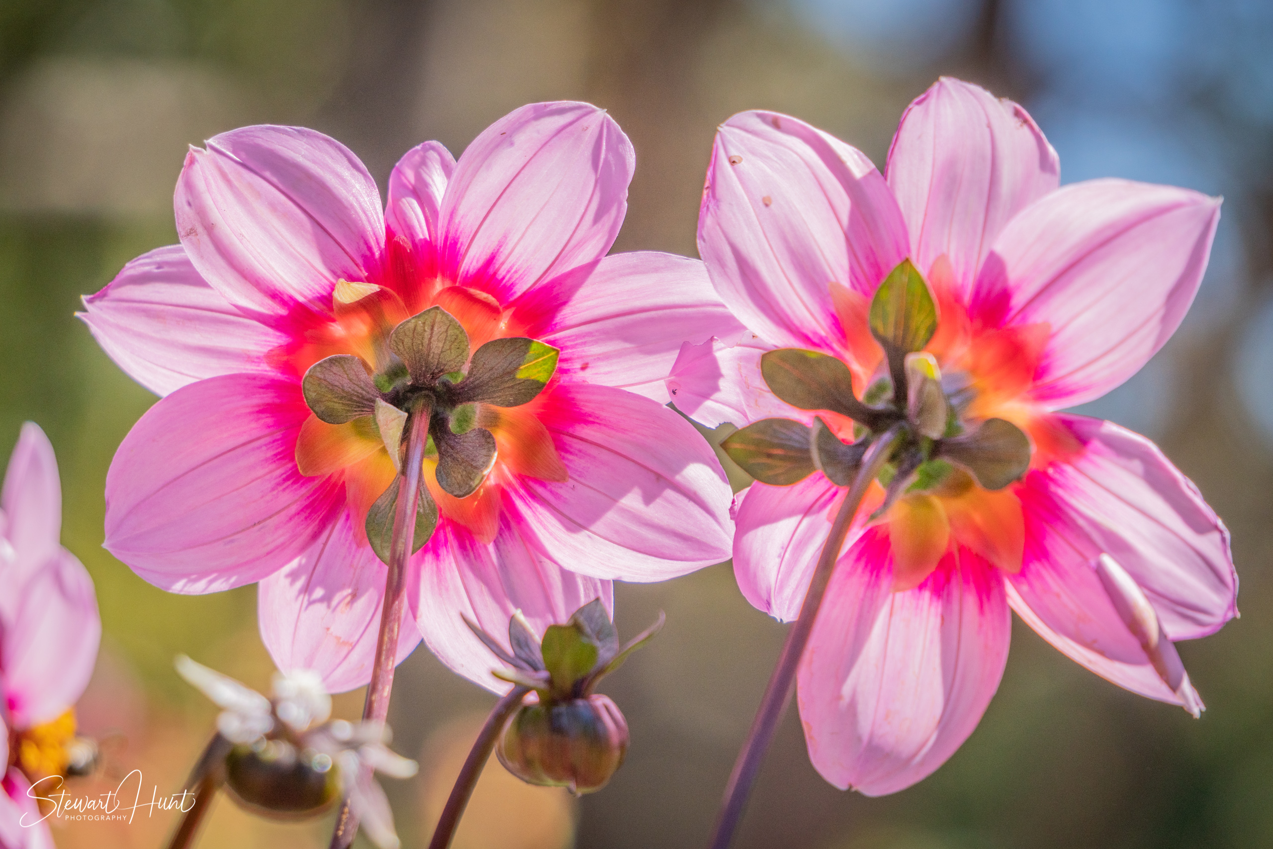 20190309 Ballarat 5788