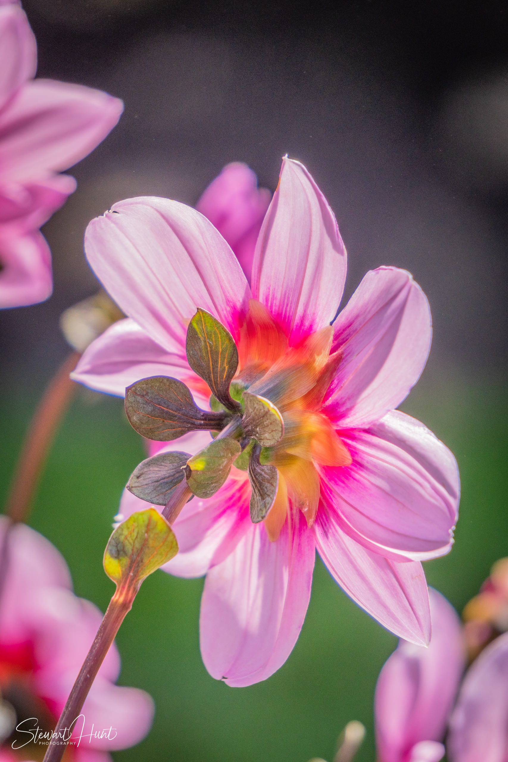 20190309 Ballarat 5794