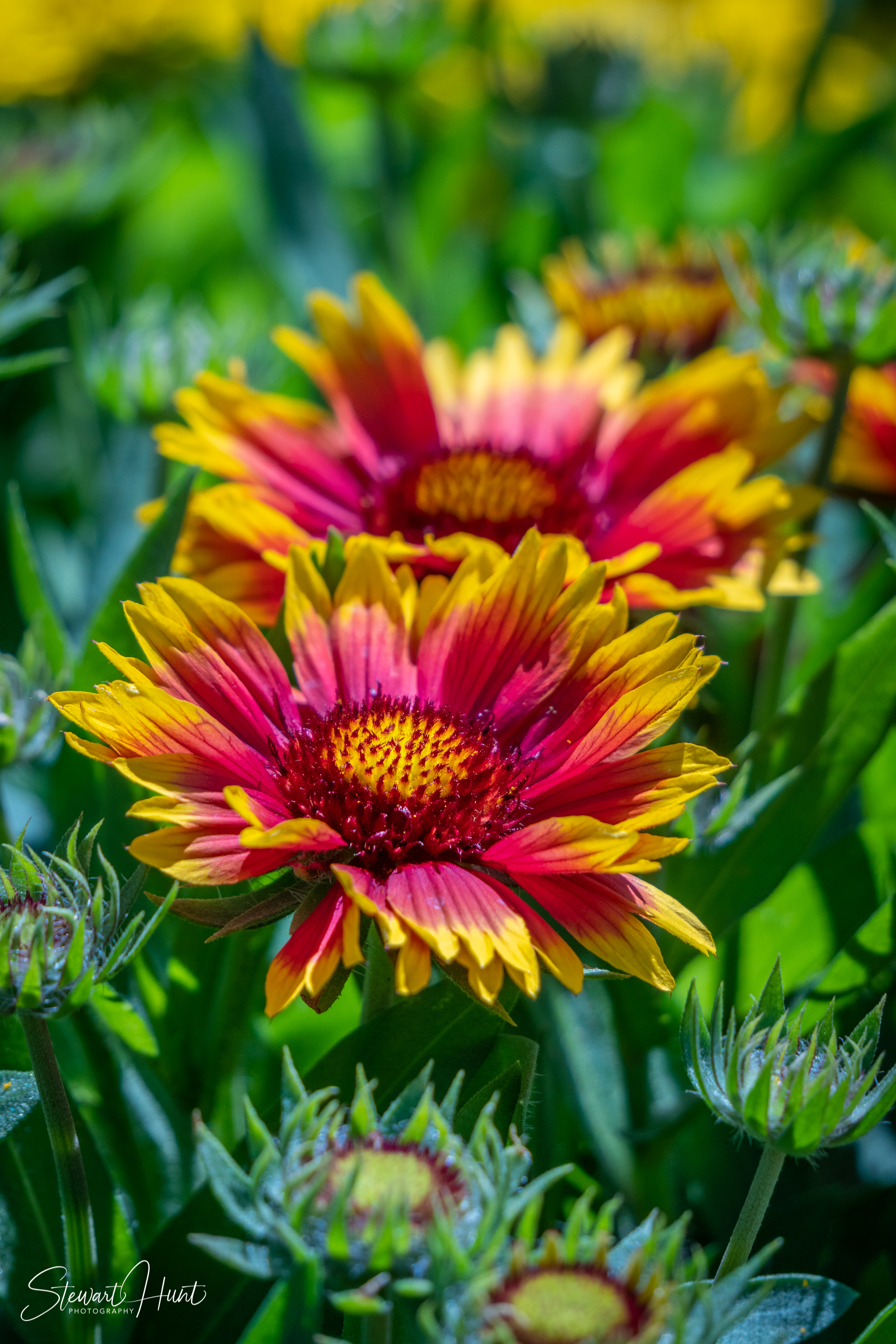 20190309 Ballarat 5815