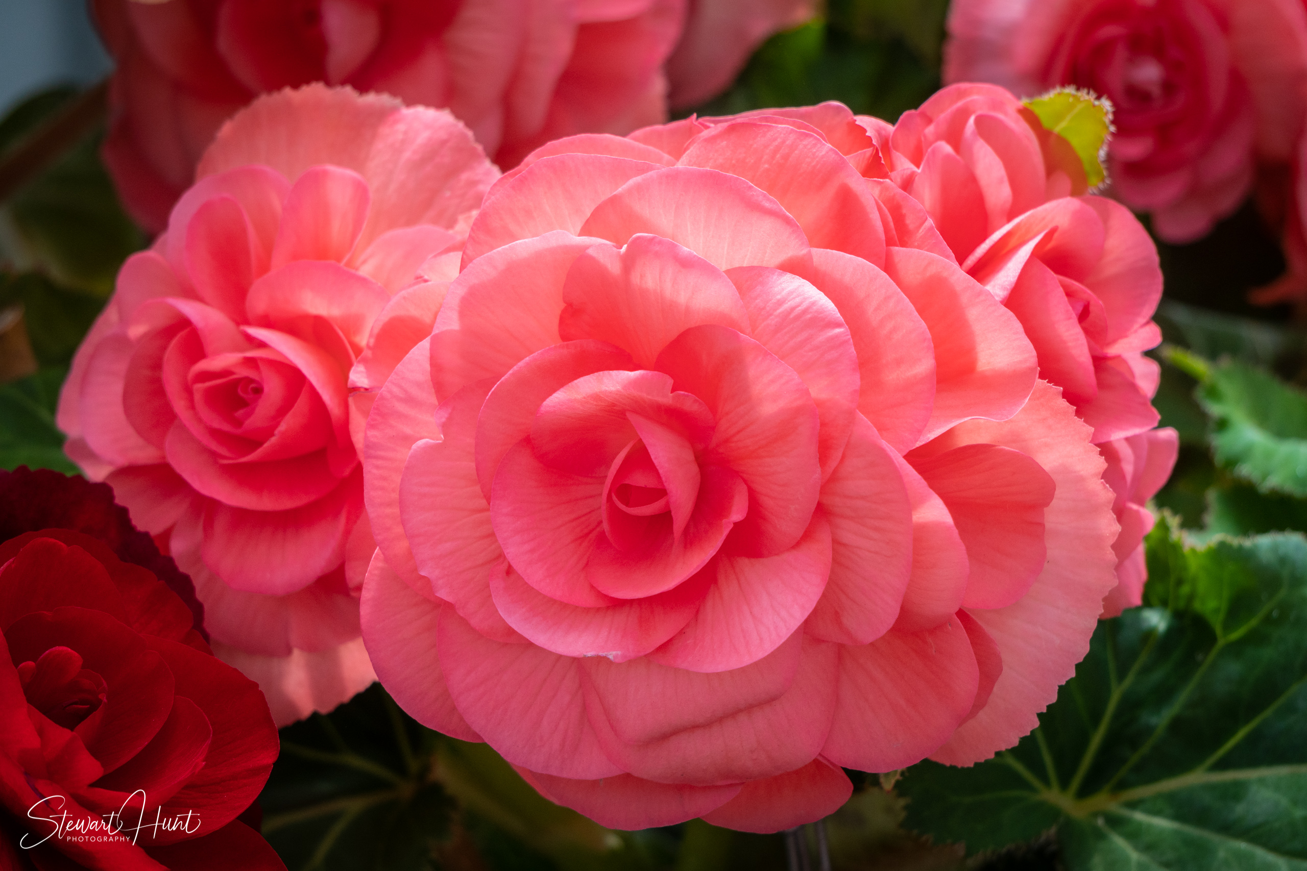 20190309 Ballarat 5864